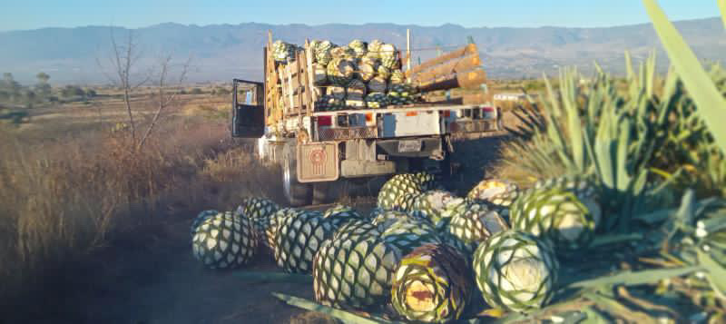 Bitao Mezcal Artesanal image 10