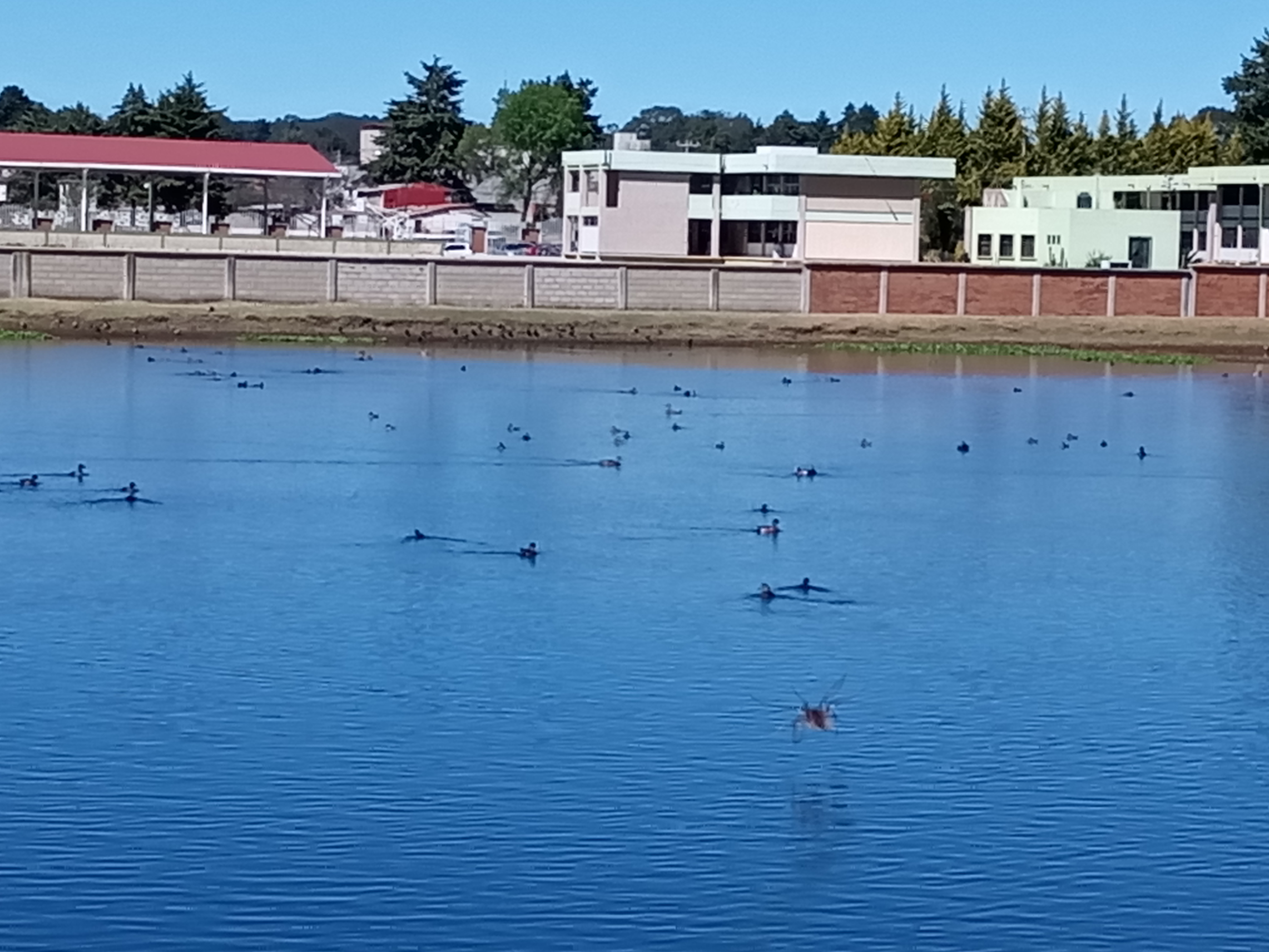 Pescados y mariscos La curva image 4