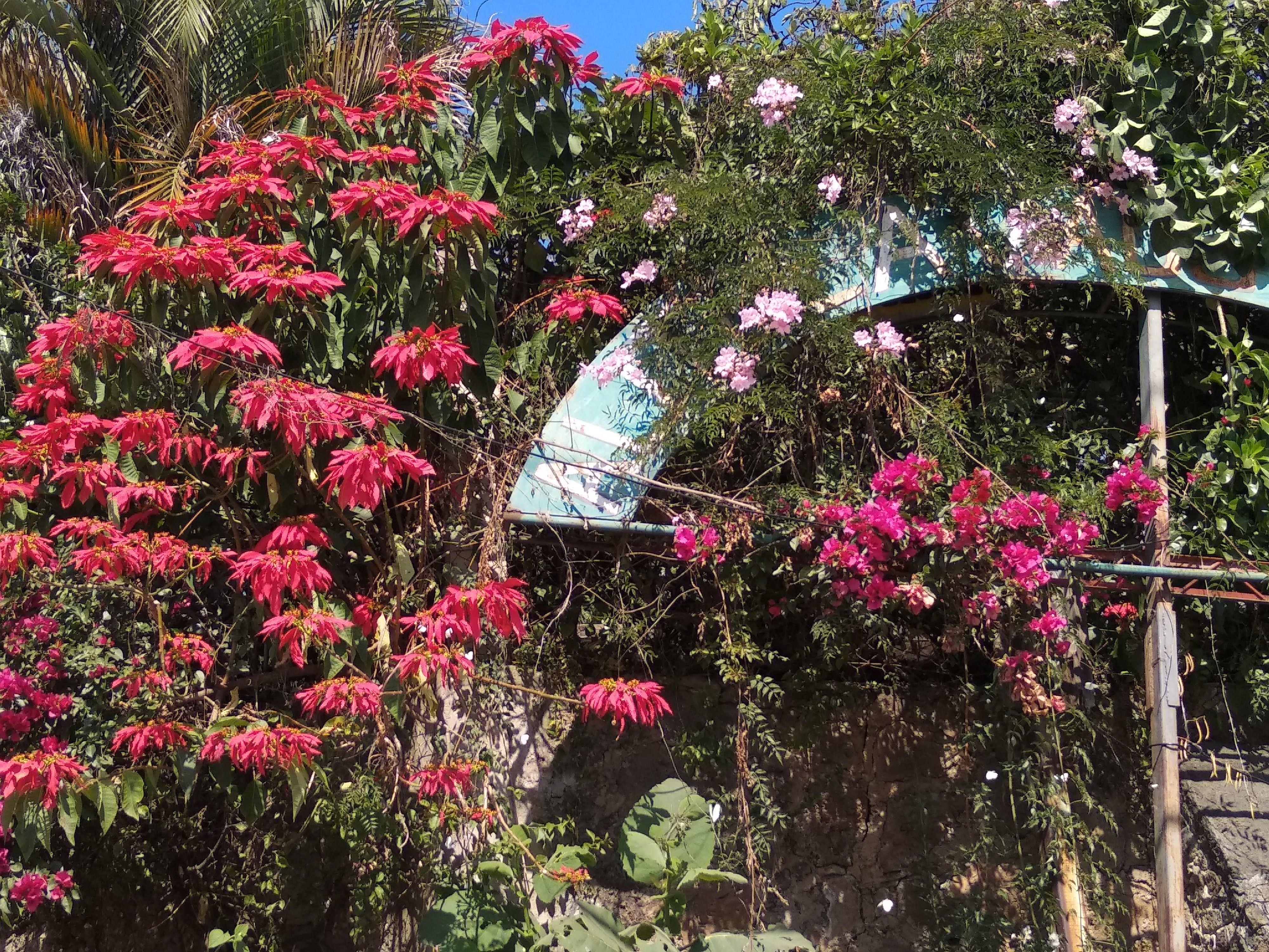 Barbacoa El Hidalguense image 5