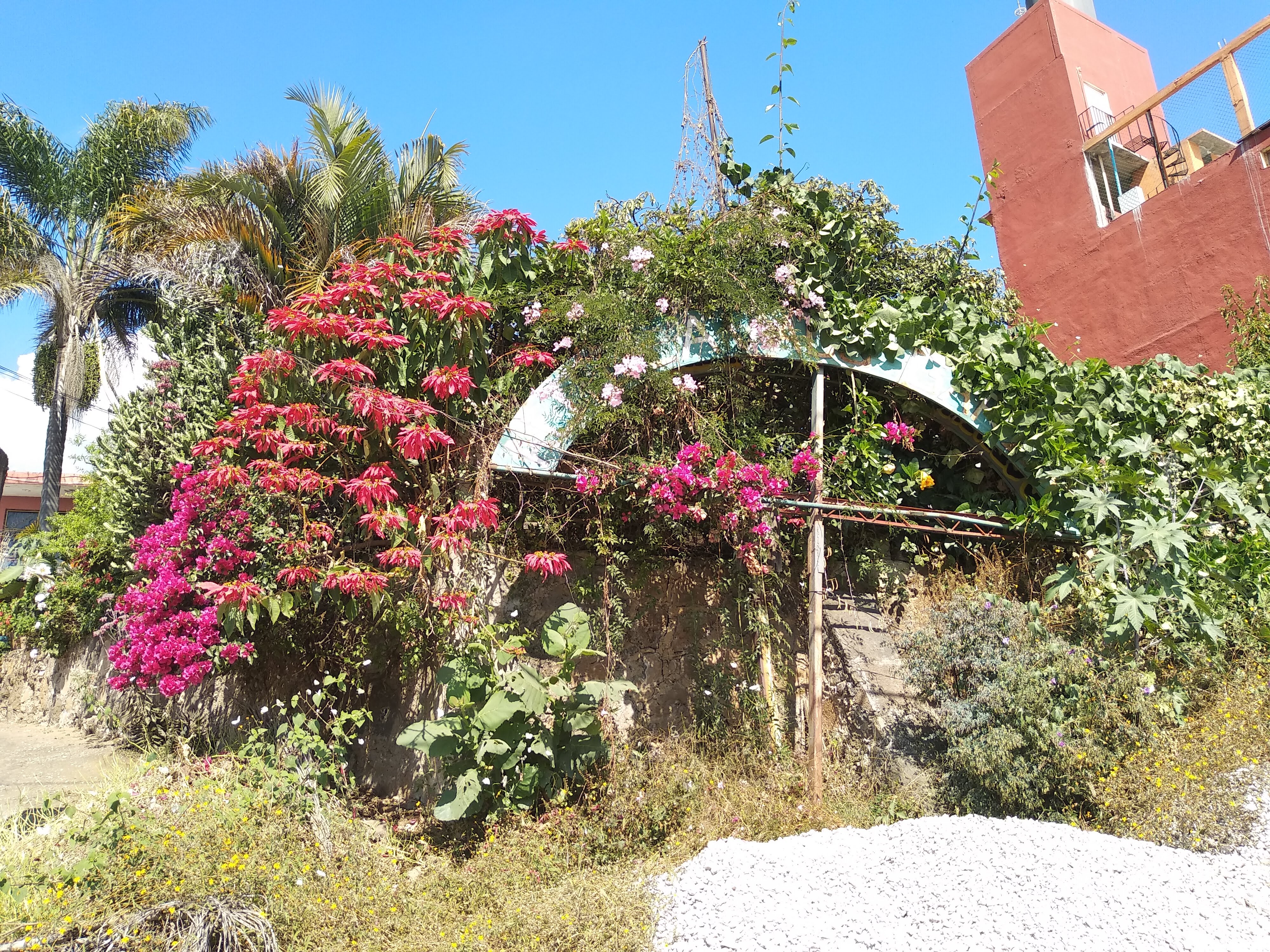 Barbacoa El Hidalguense image 9