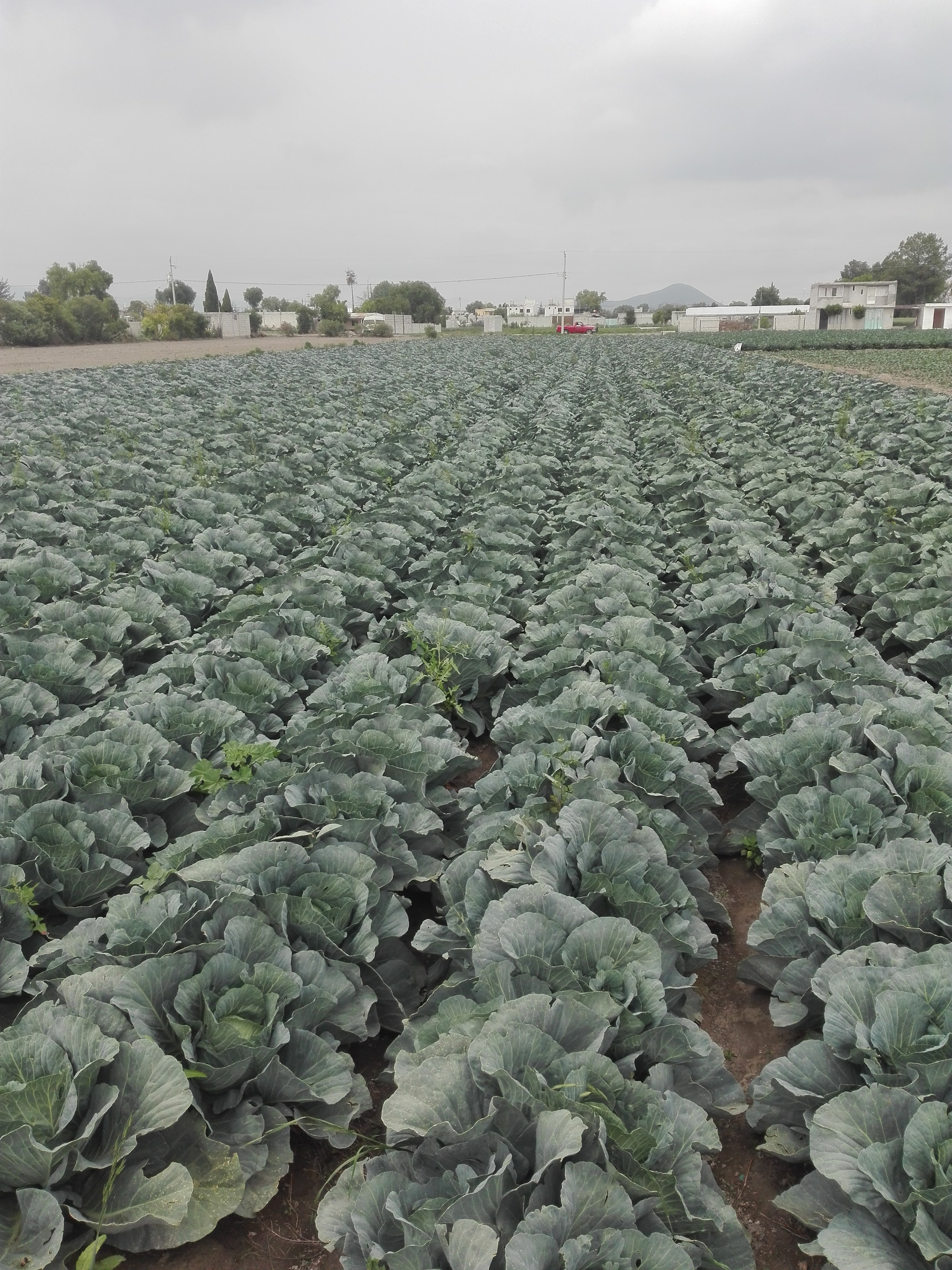 Comedor Manjarrez image 6