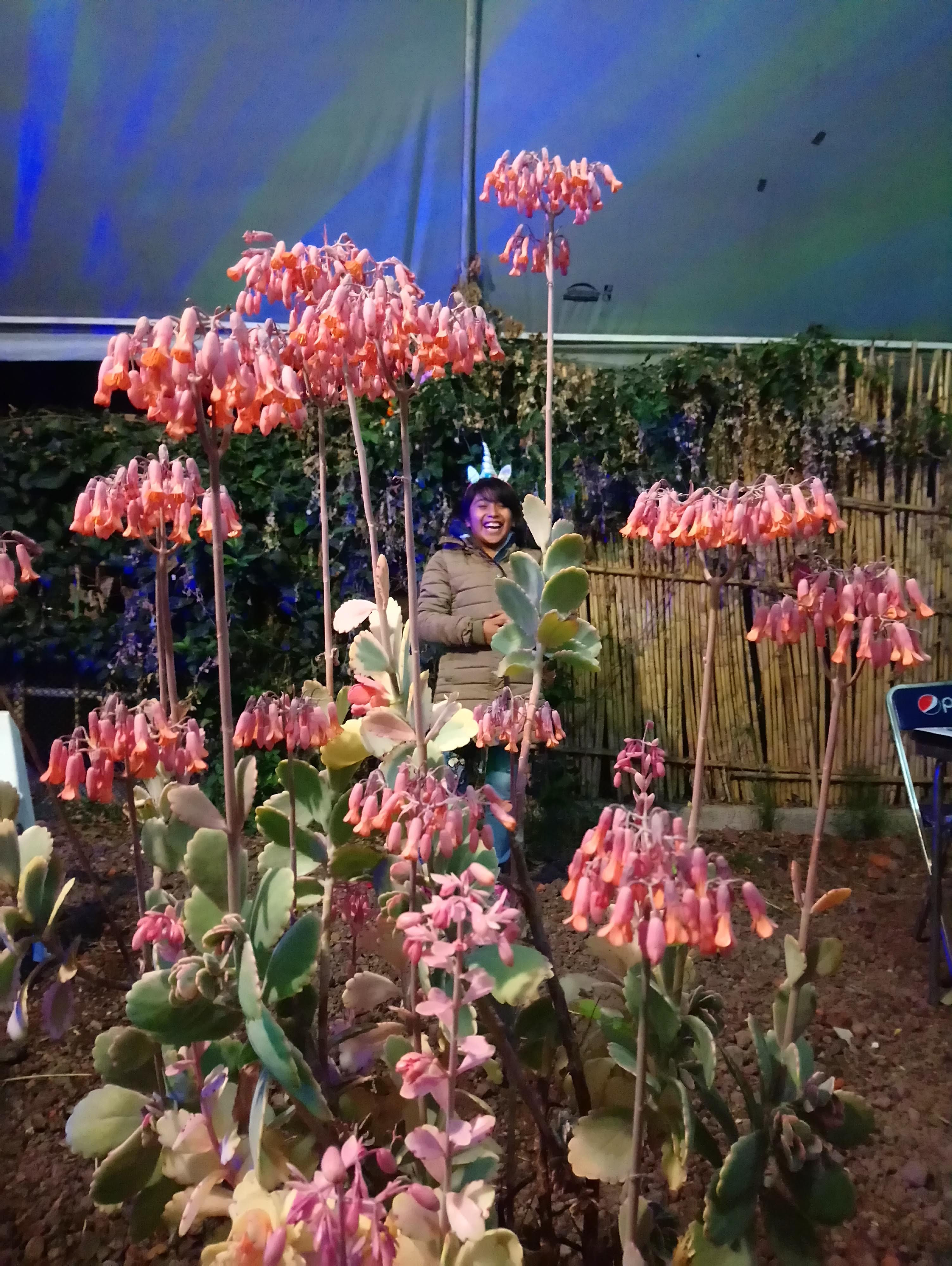 Los Bambús Taqueria image 1