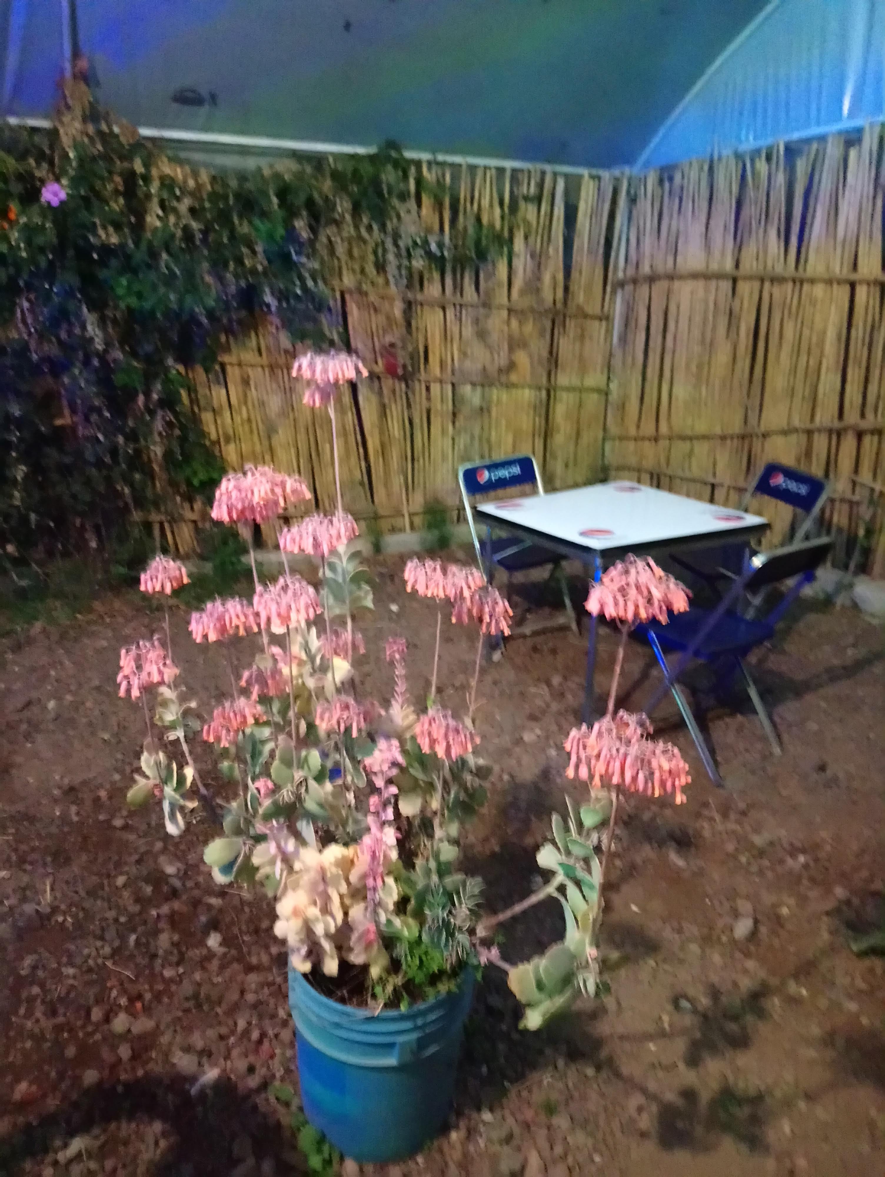 Los Bambús Taqueria image 3