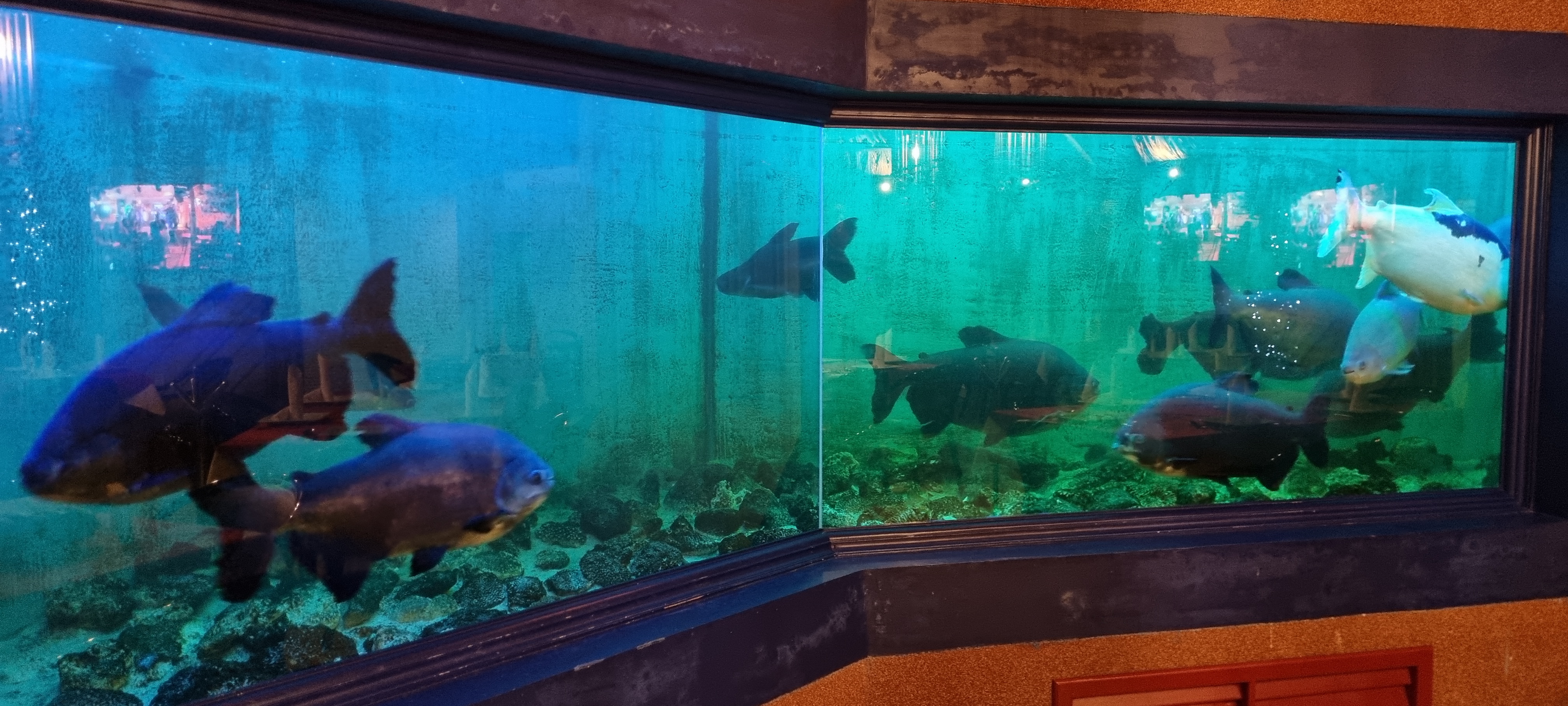 Restaurante Piquitos y Brazao image 4