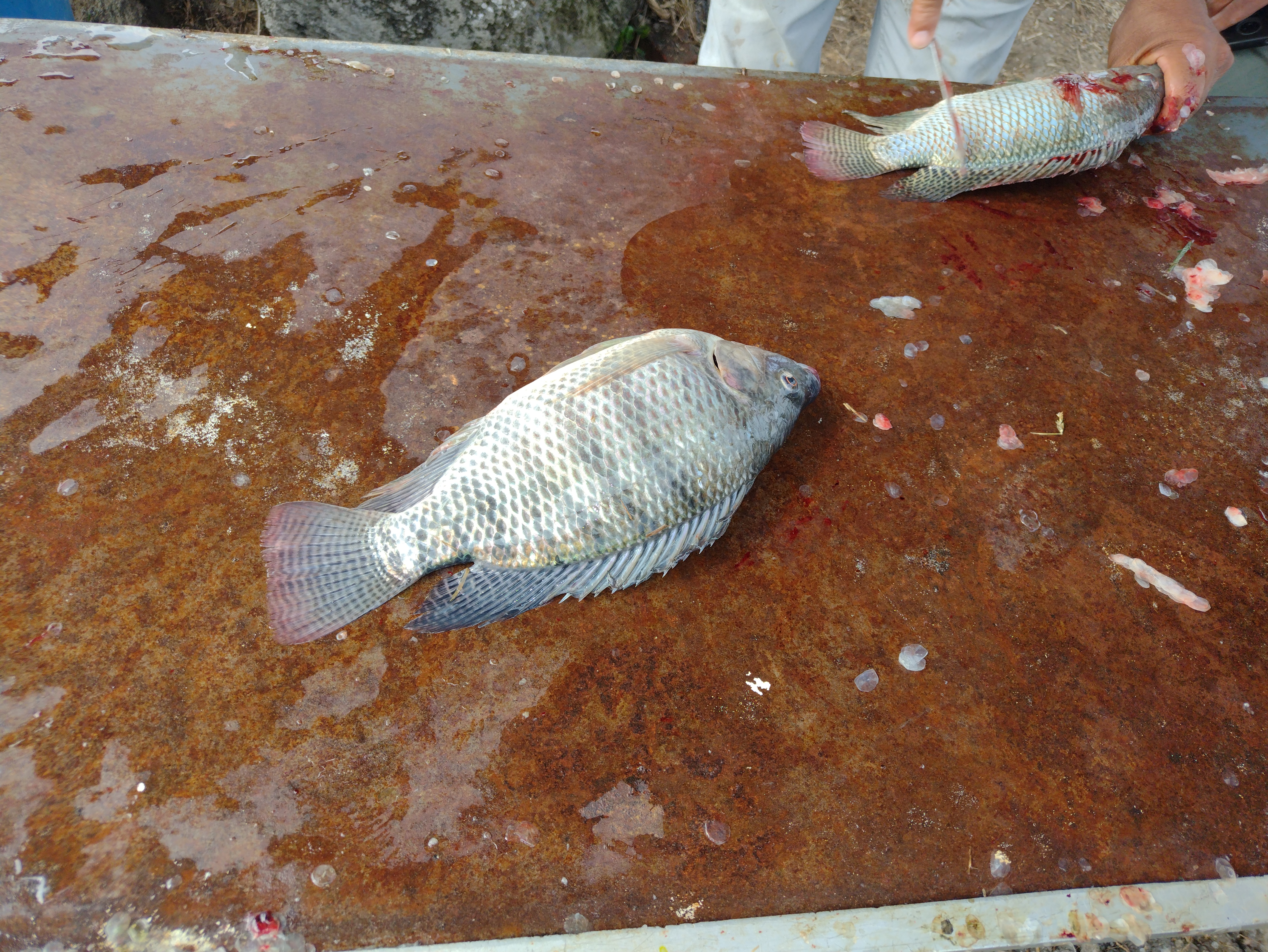 Los estanques de Mojarras image 9