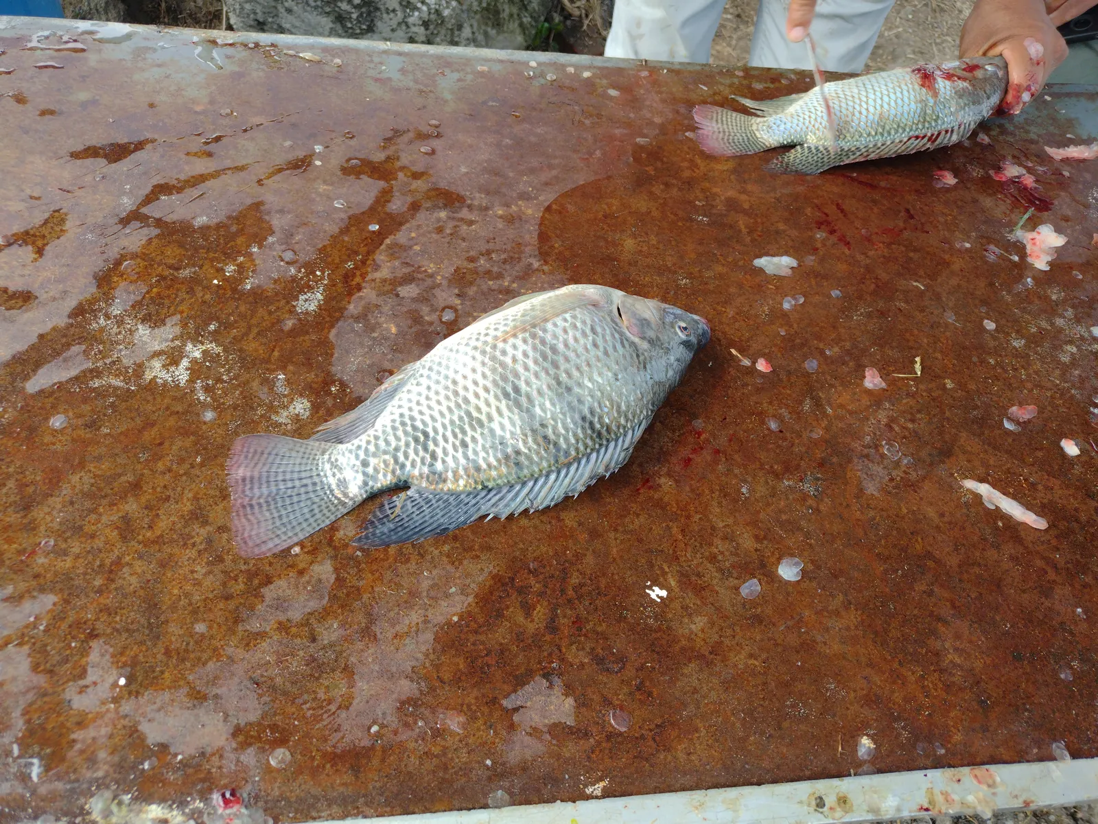 Los estanques de Mojarras image 9