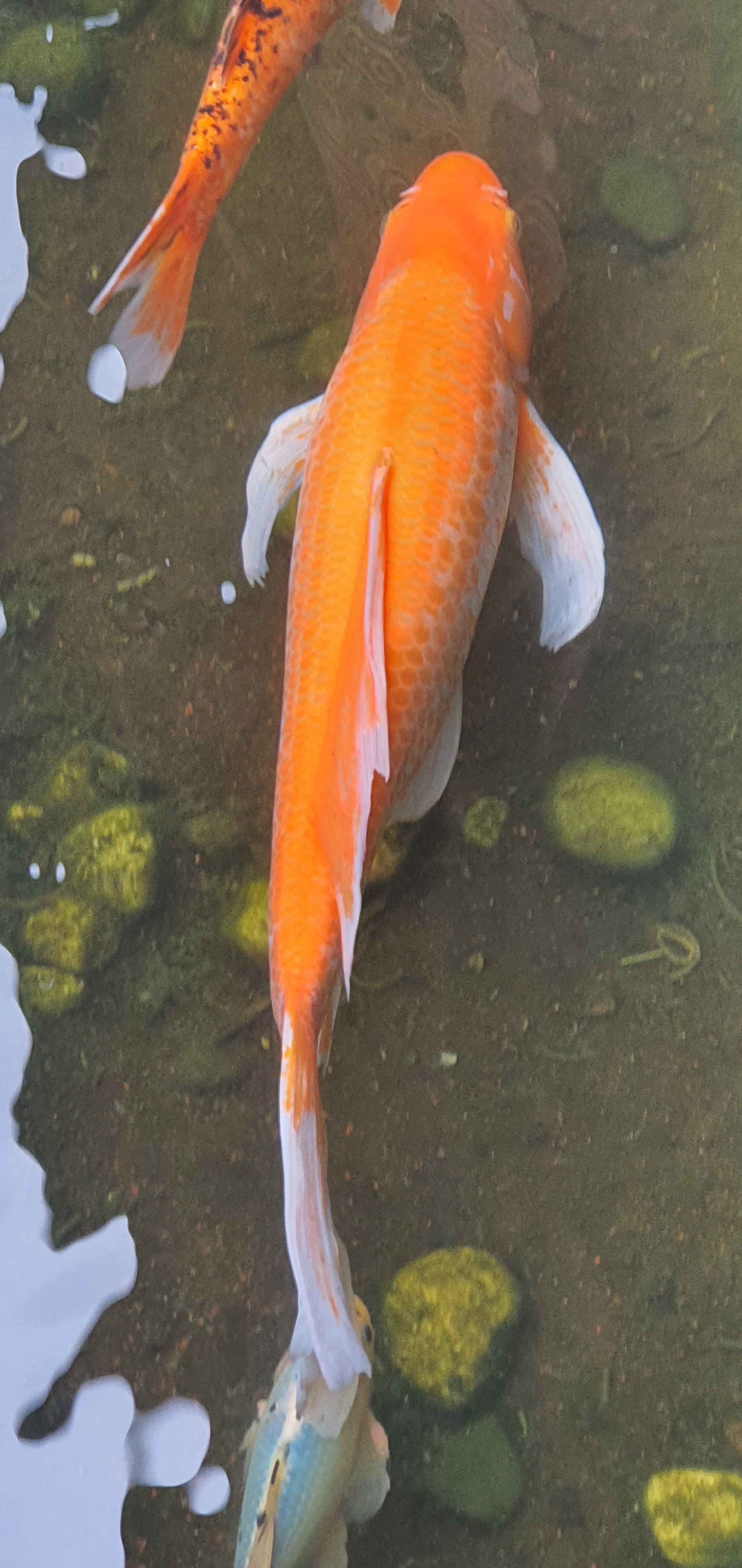 RINCON DE JALISCO image 8