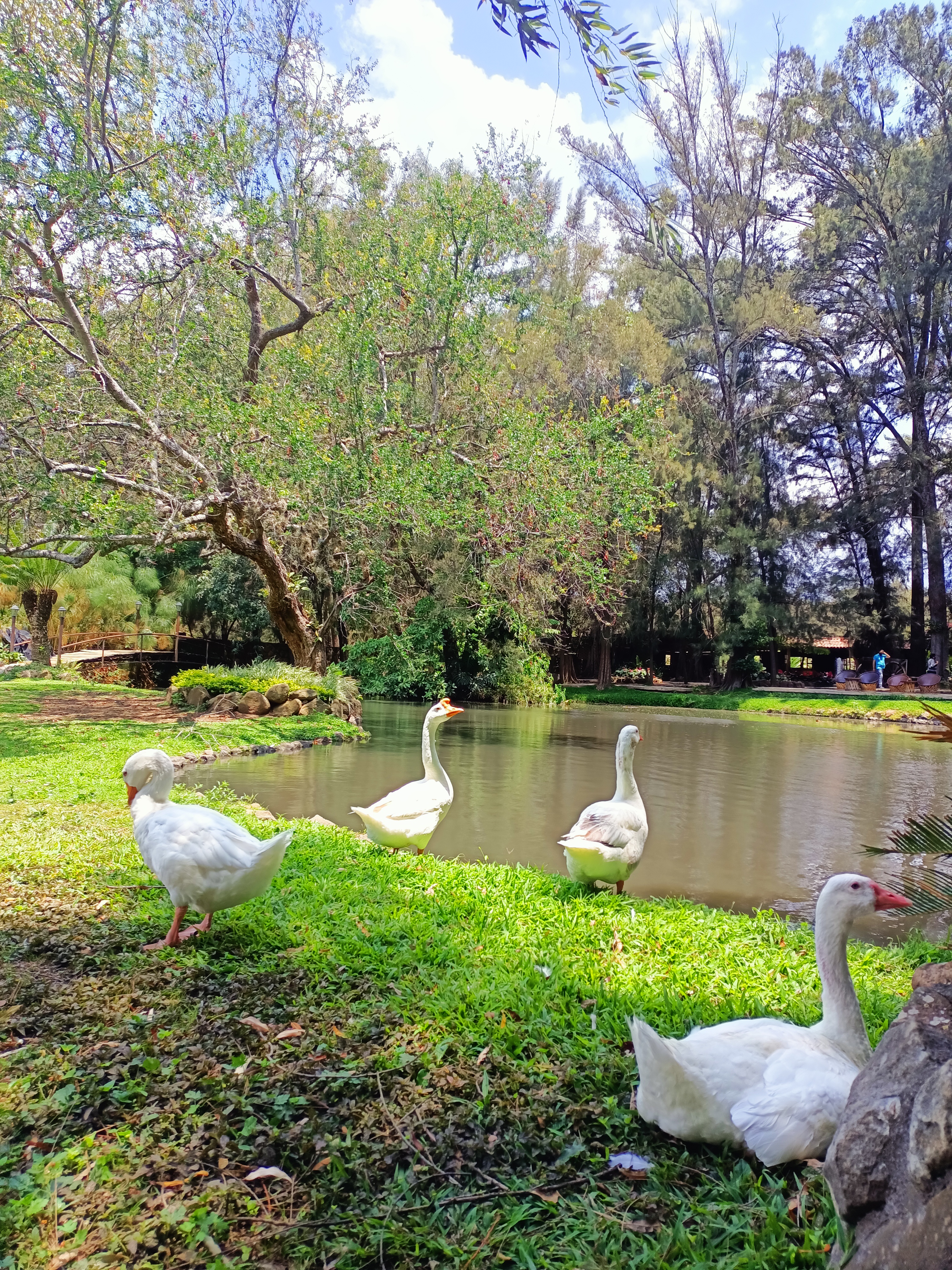 El Pinar del Chayán image 8