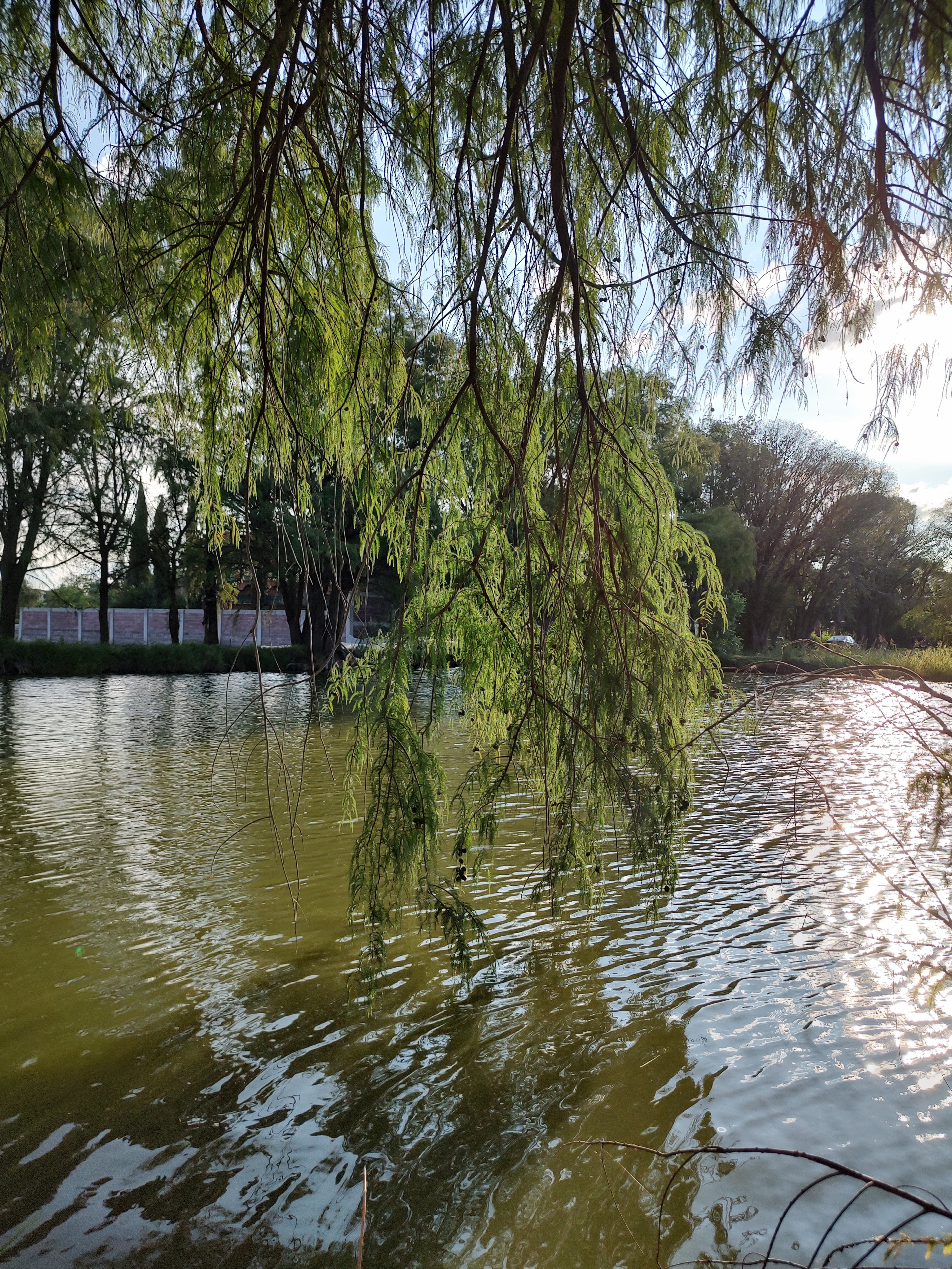 restaurante de pescados tapia image 3