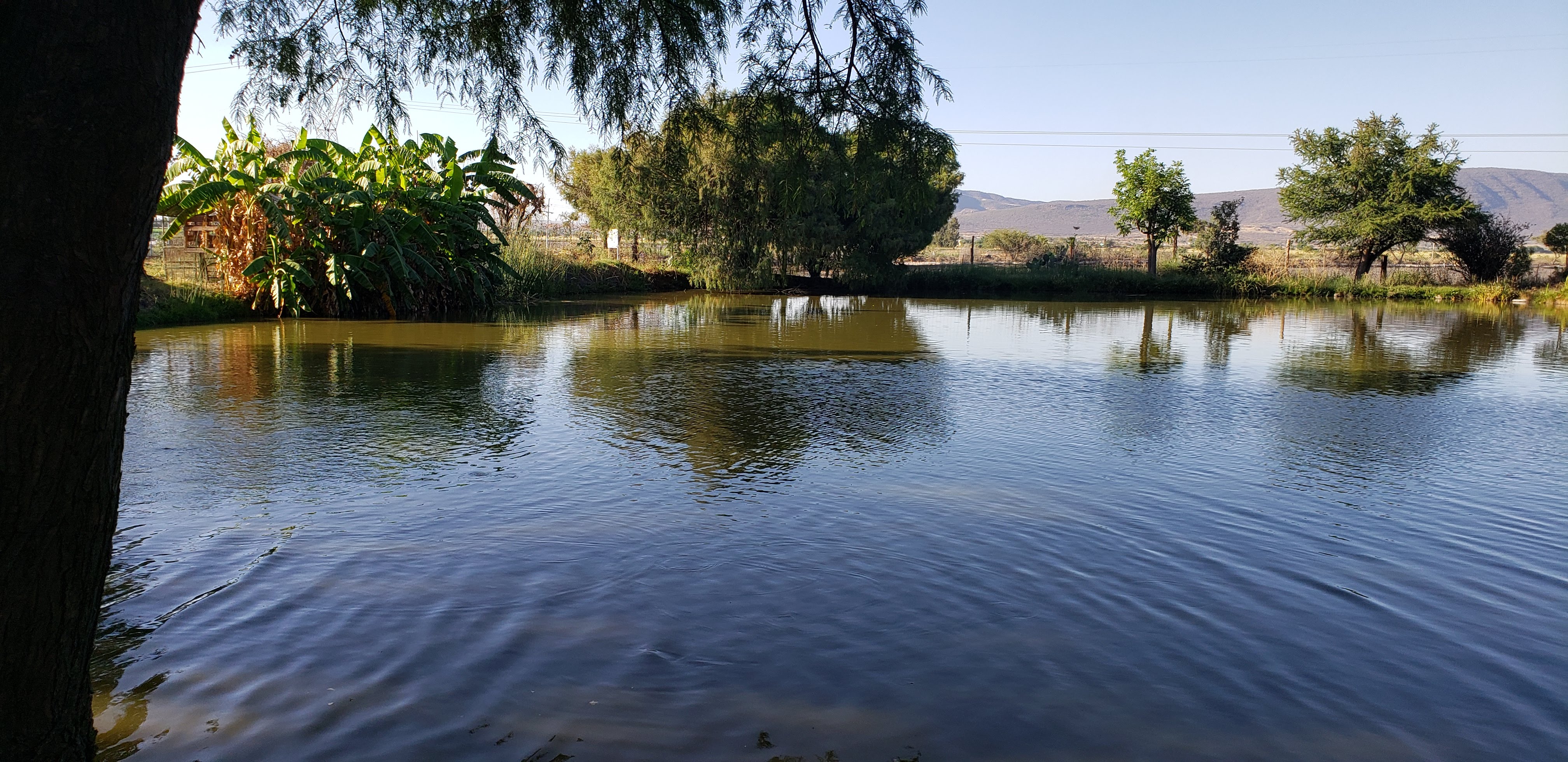 restaurante de pescados tapia image 5