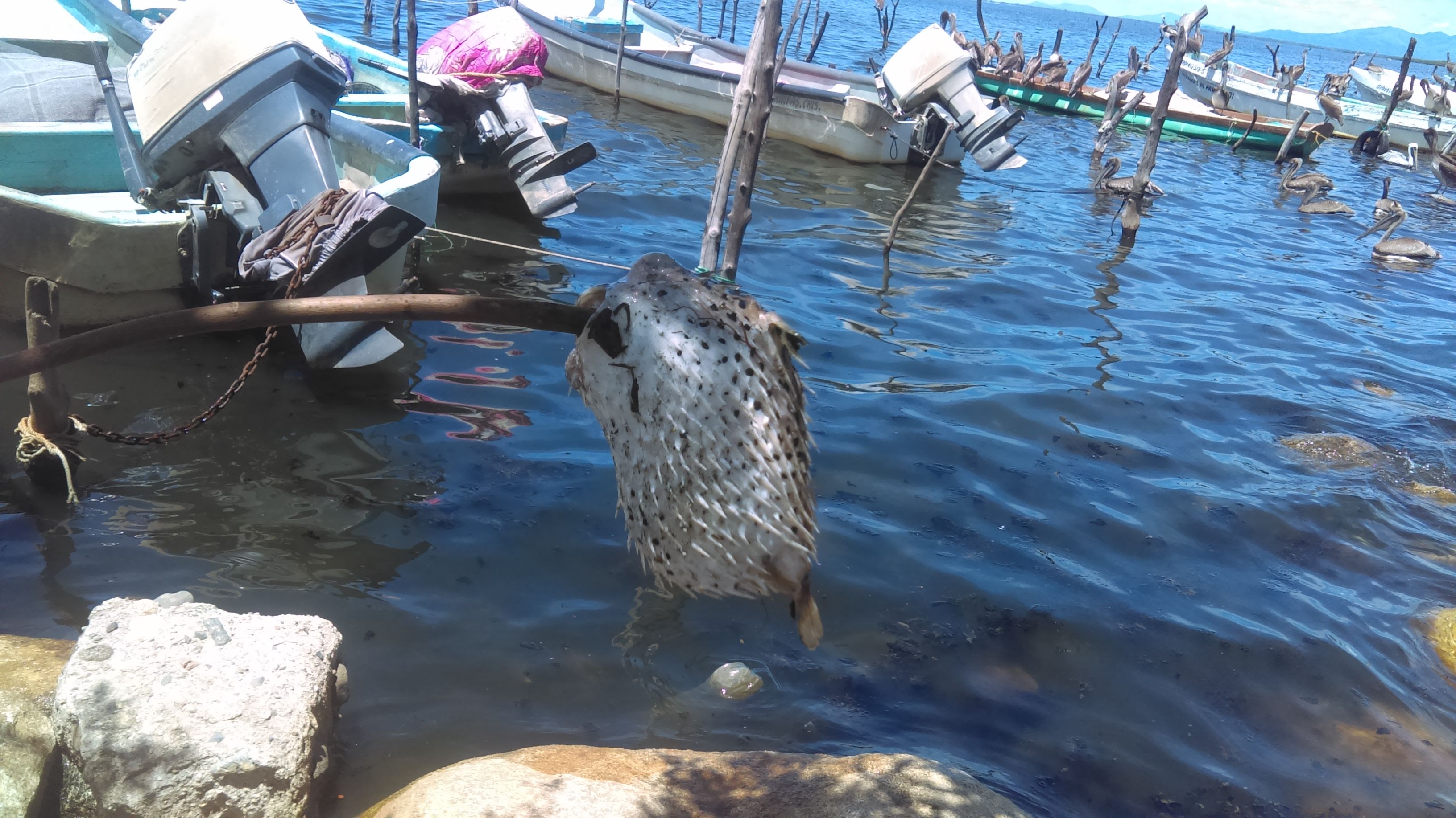 Restaurant Zalatiel image 5