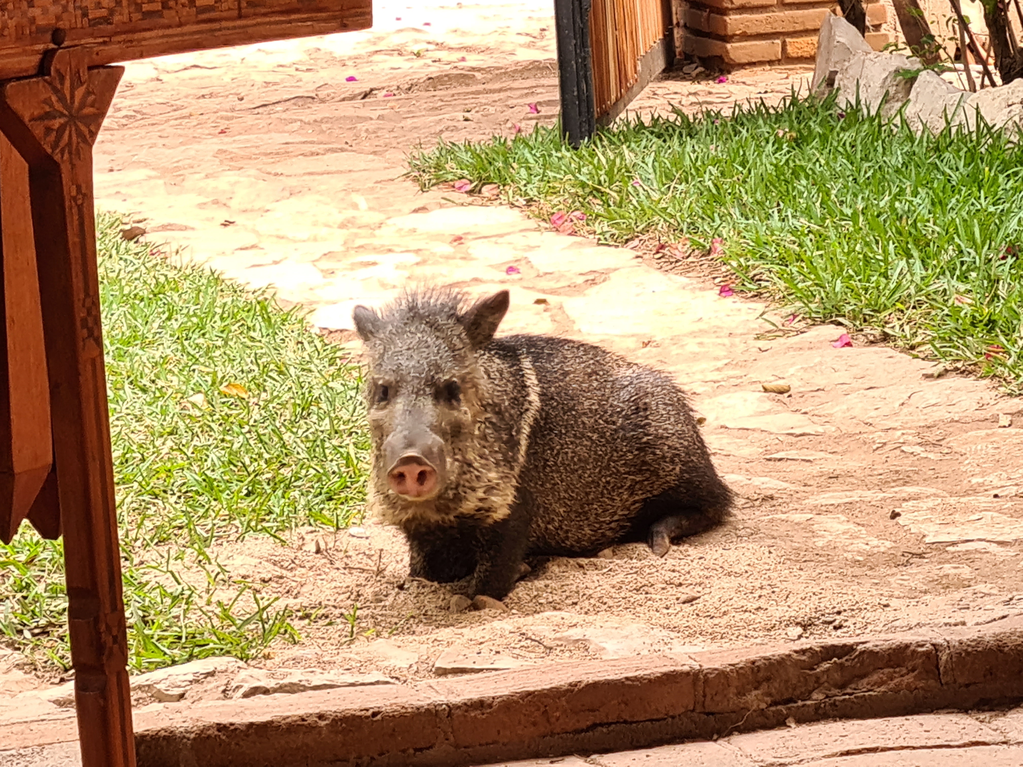 Villa Girasol image 7