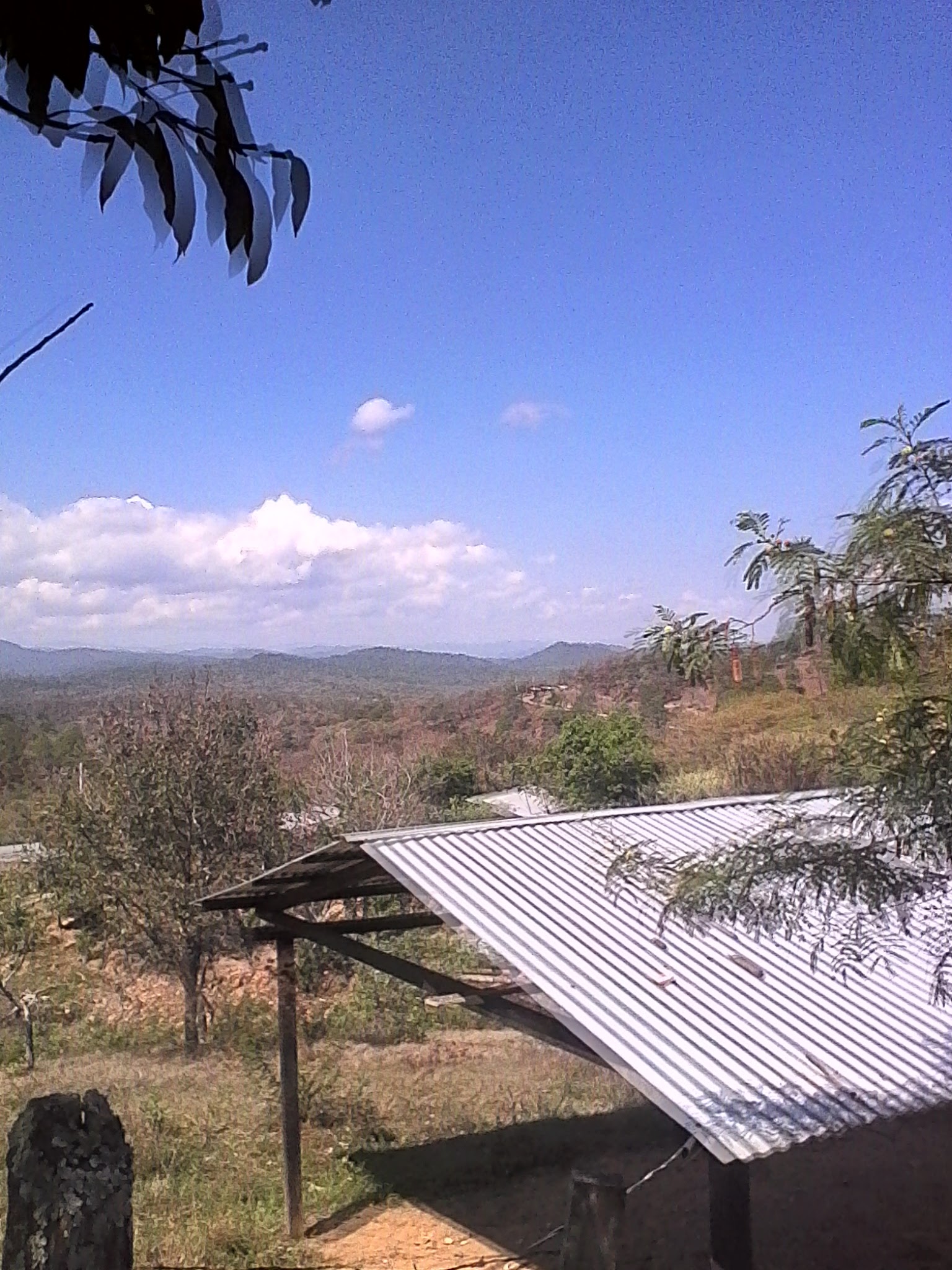 Pollos a la Naranja image 6