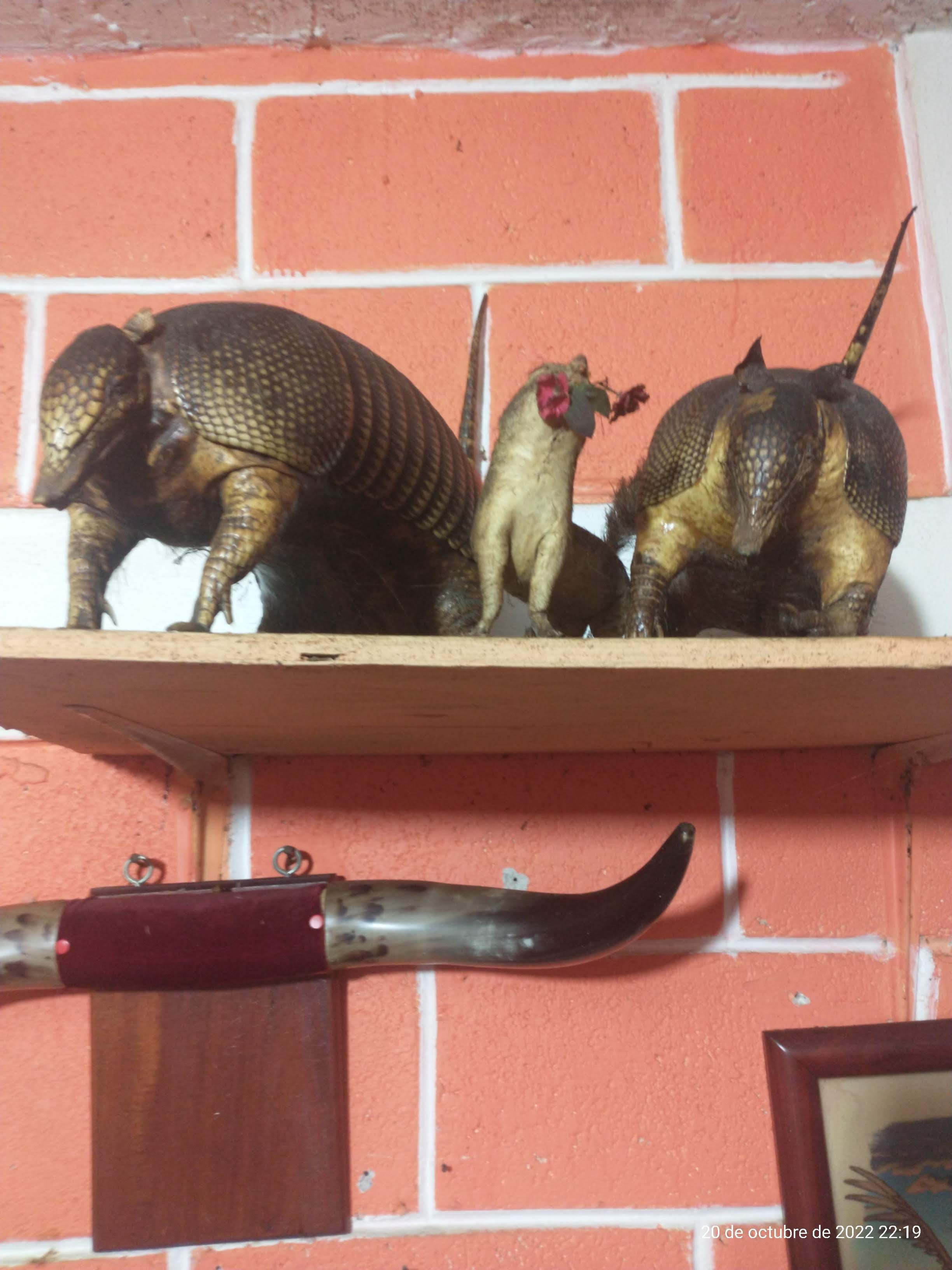 Taquería Nájera image 5