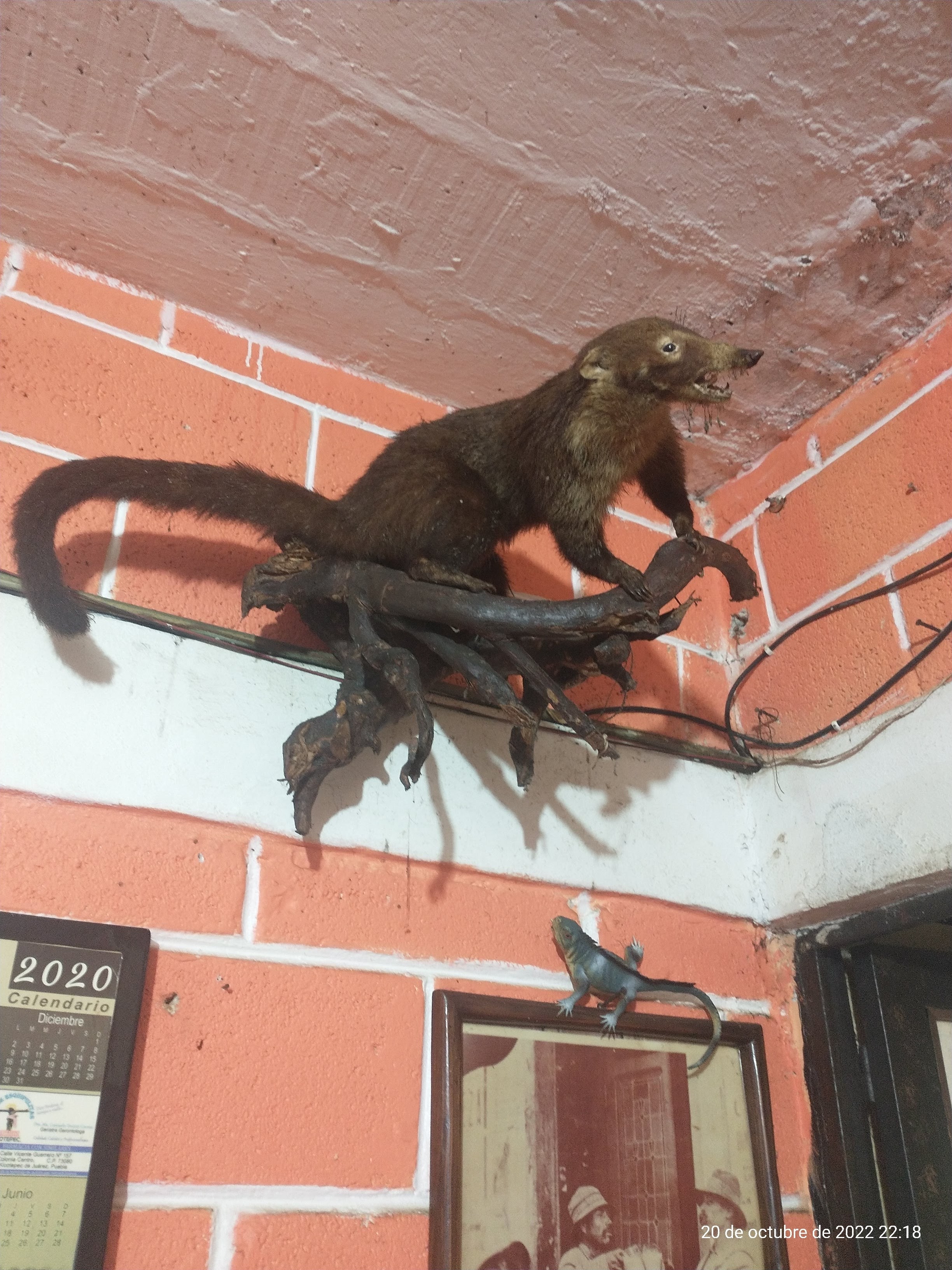 Taquería Nájera image 10