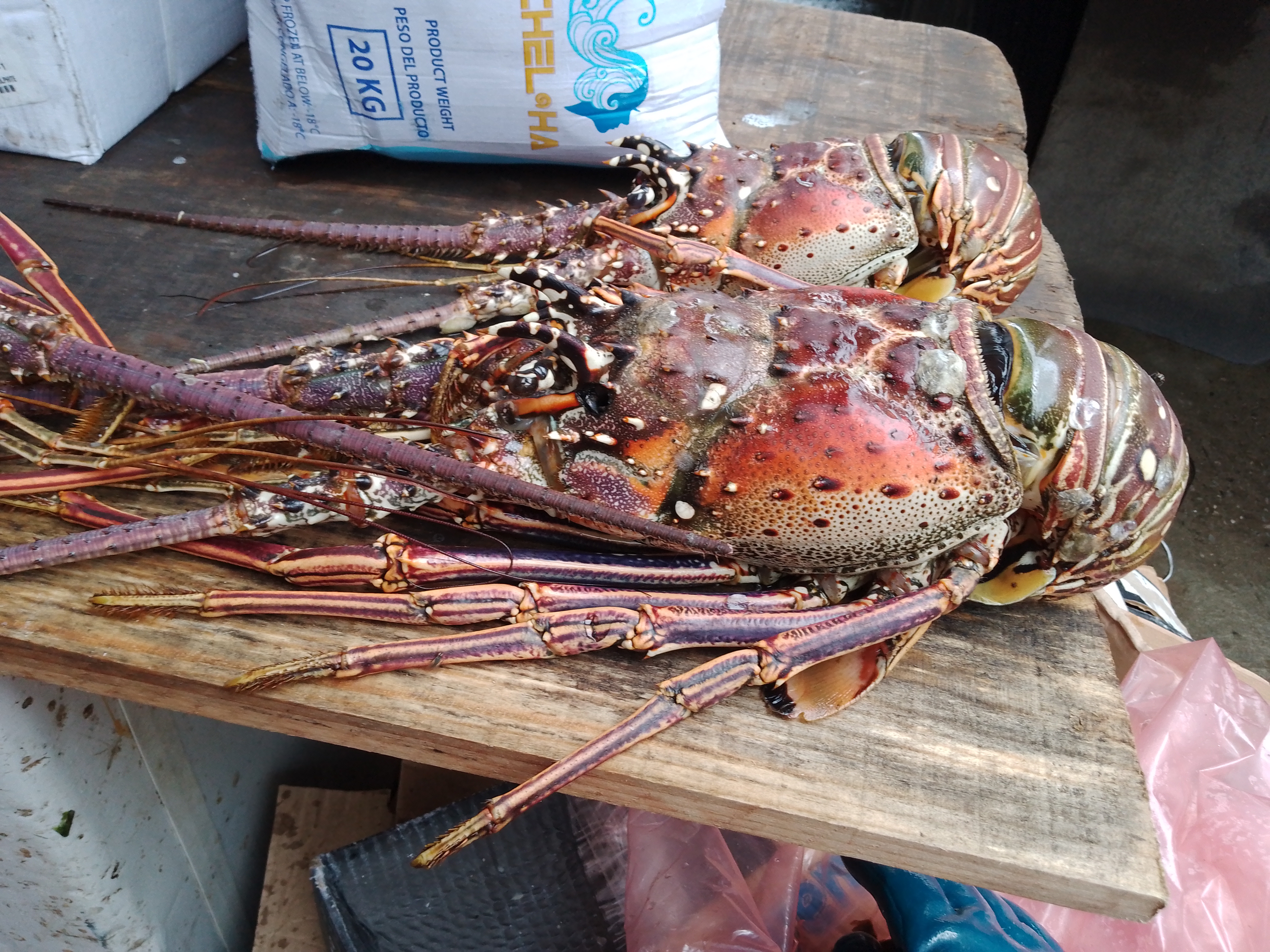 Pescados y Mariscos Gonzalez image 5