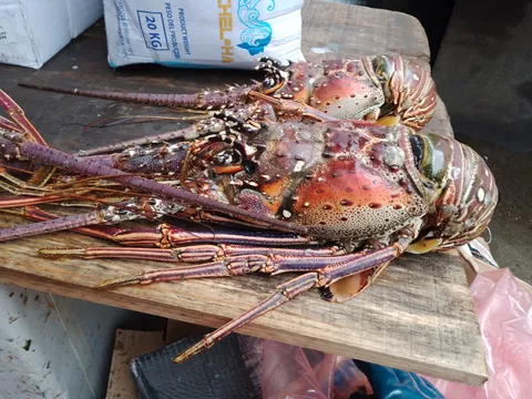Pescados y Mariscos Gonzalez image 5