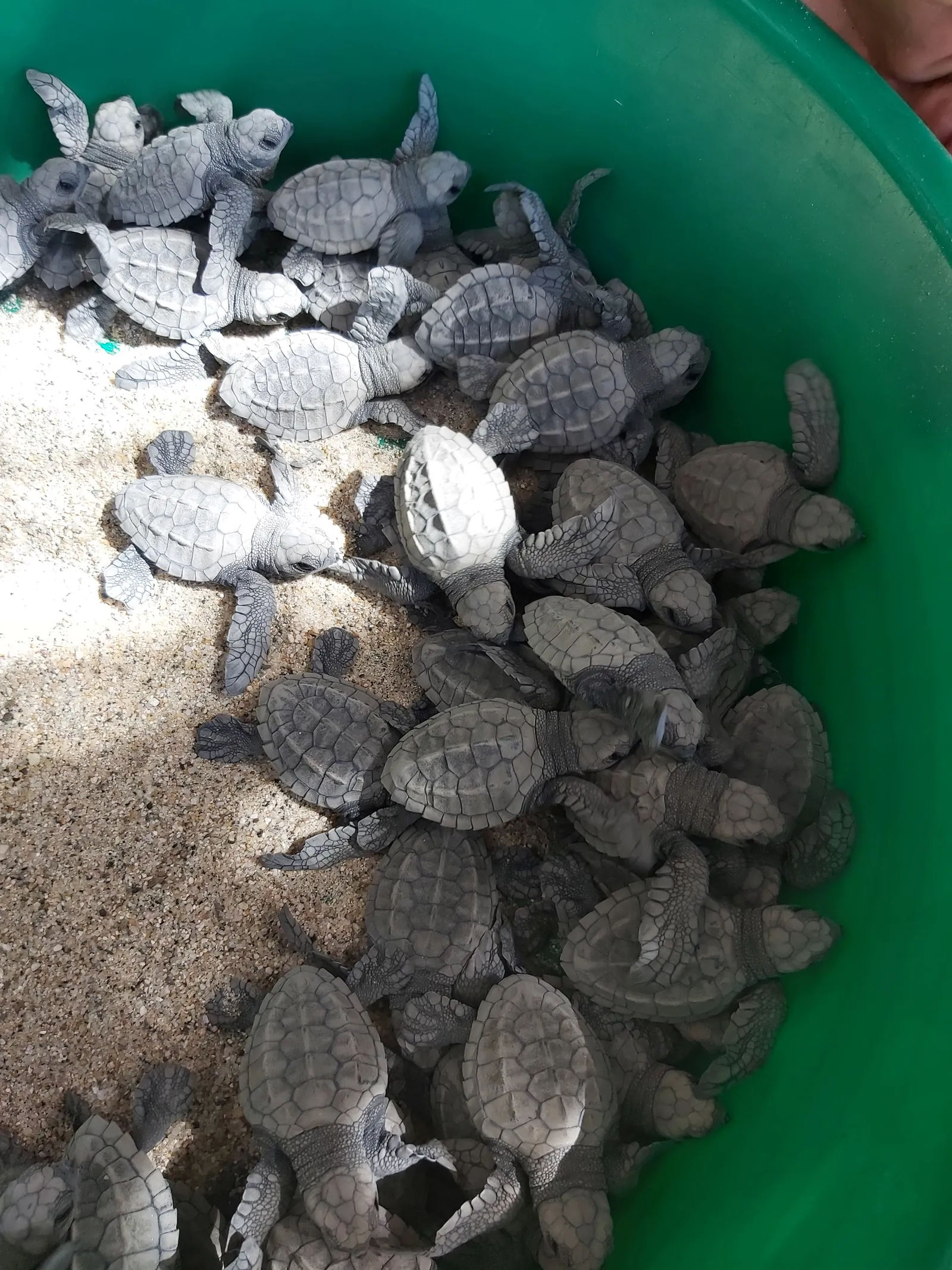 SIRENITO MACHO CAMPAMENTO TORTUGUERO image 2
