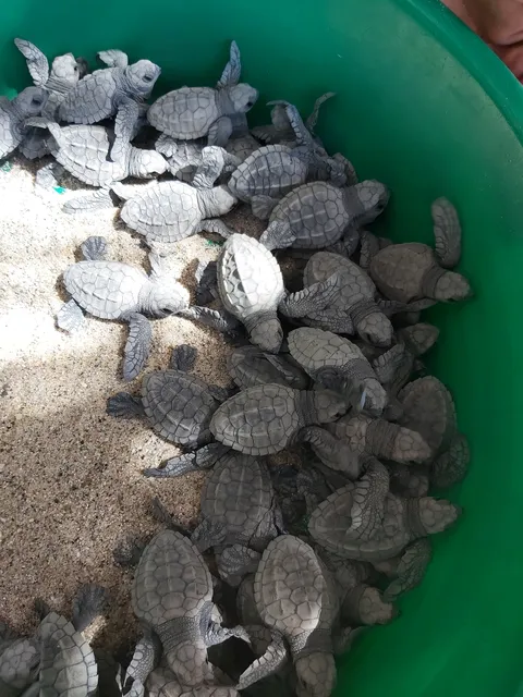 SIRENITO MACHO CAMPAMENTO TORTUGUERO image 2