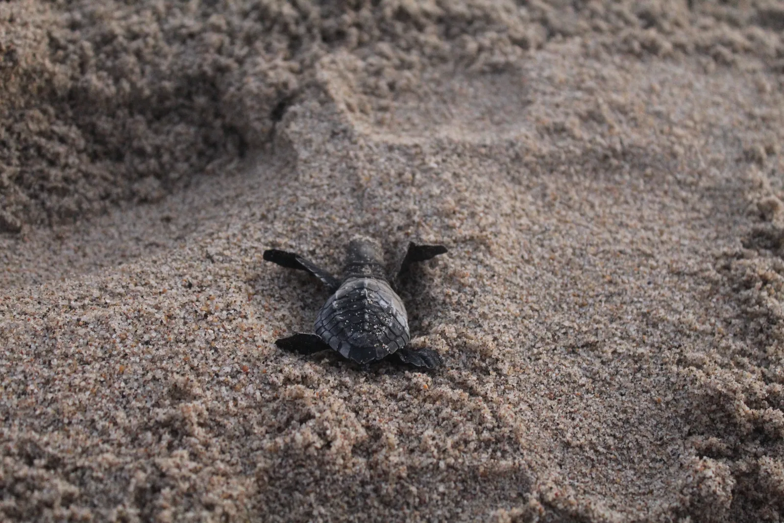 SIRENITO MACHO CAMPAMENTO TORTUGUERO image 6
