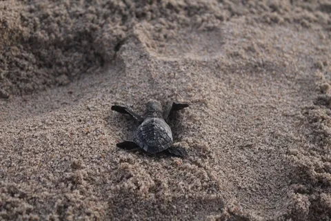 SIRENITO MACHO CAMPAMENTO TORTUGUERO image 6