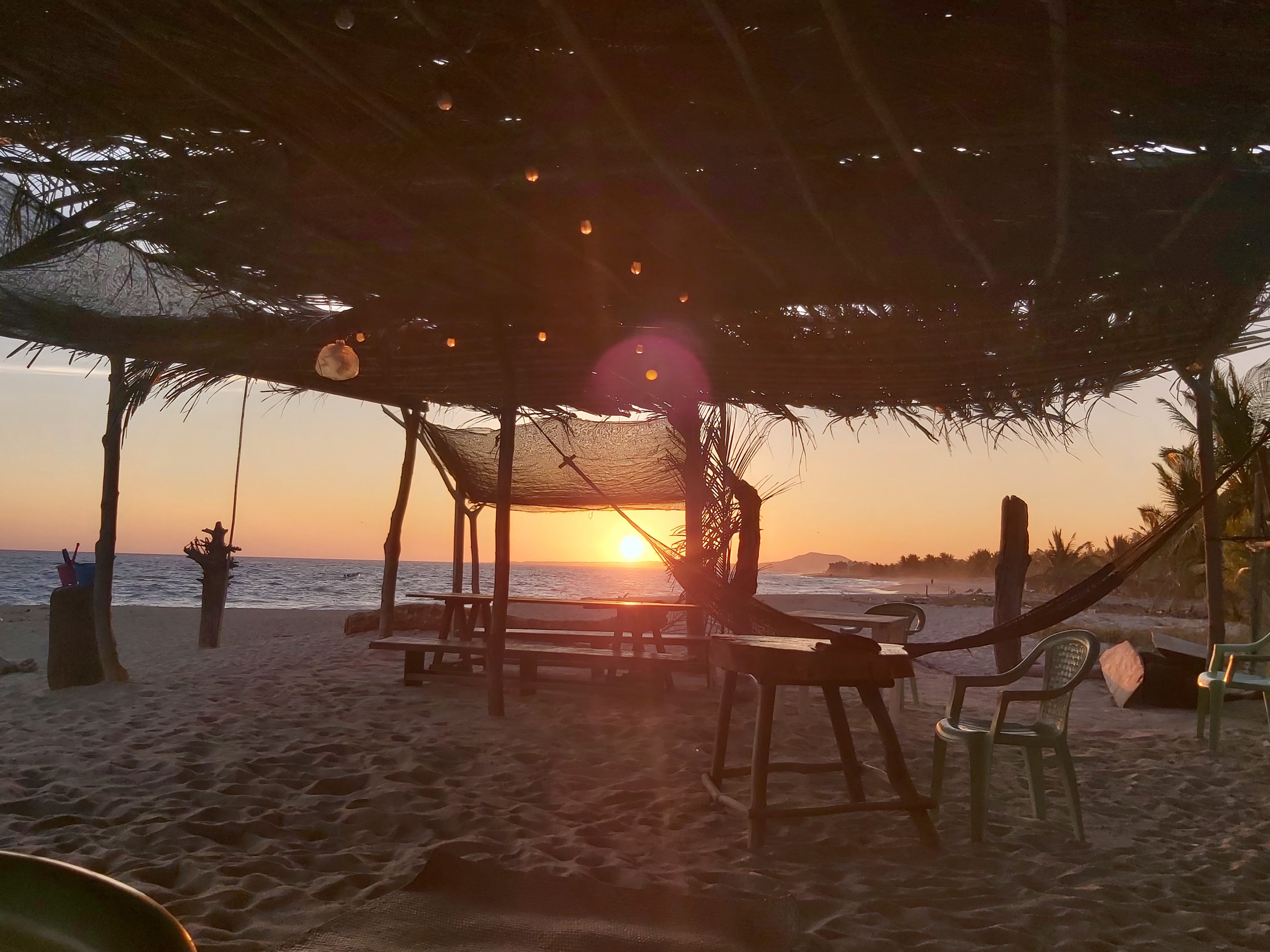 SIRENITO MACHO CAMPAMENTO TORTUGUERO image 8