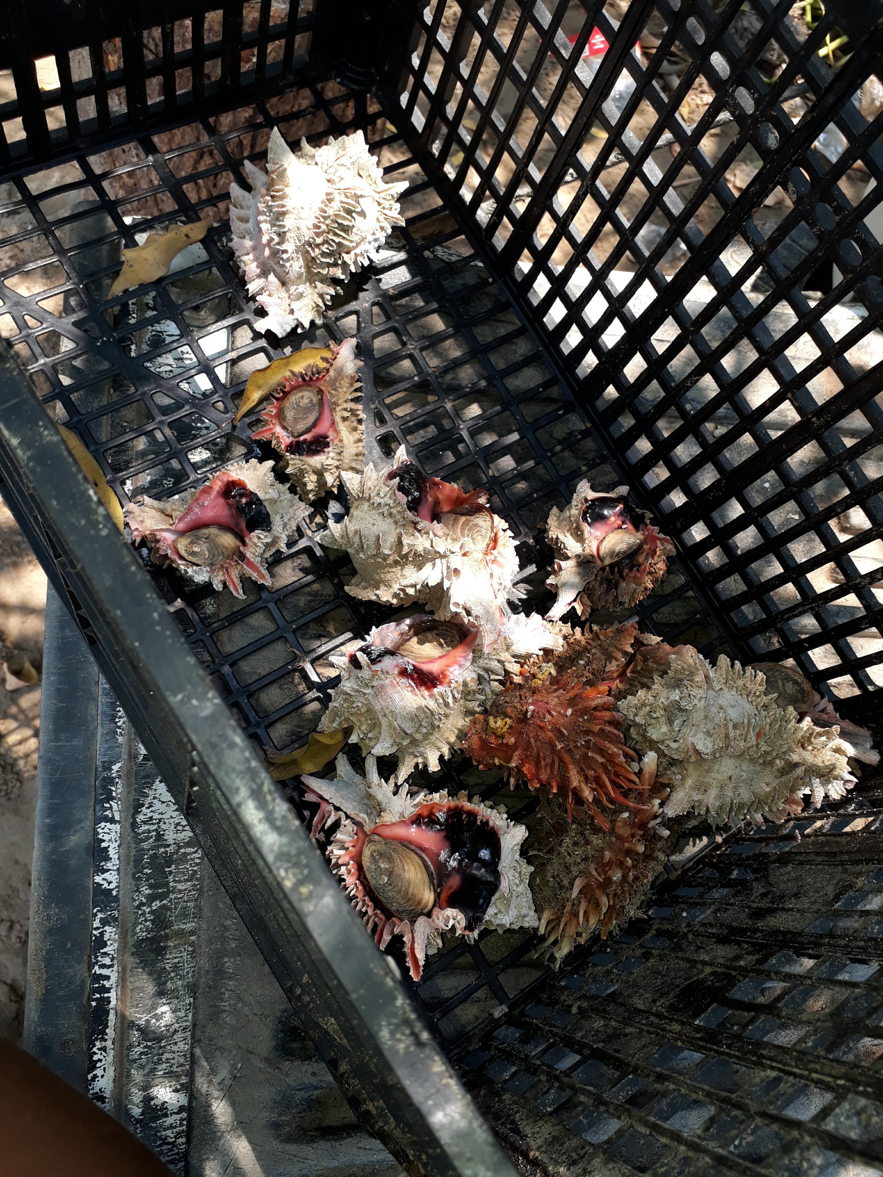 Palapa Evelyn image 1