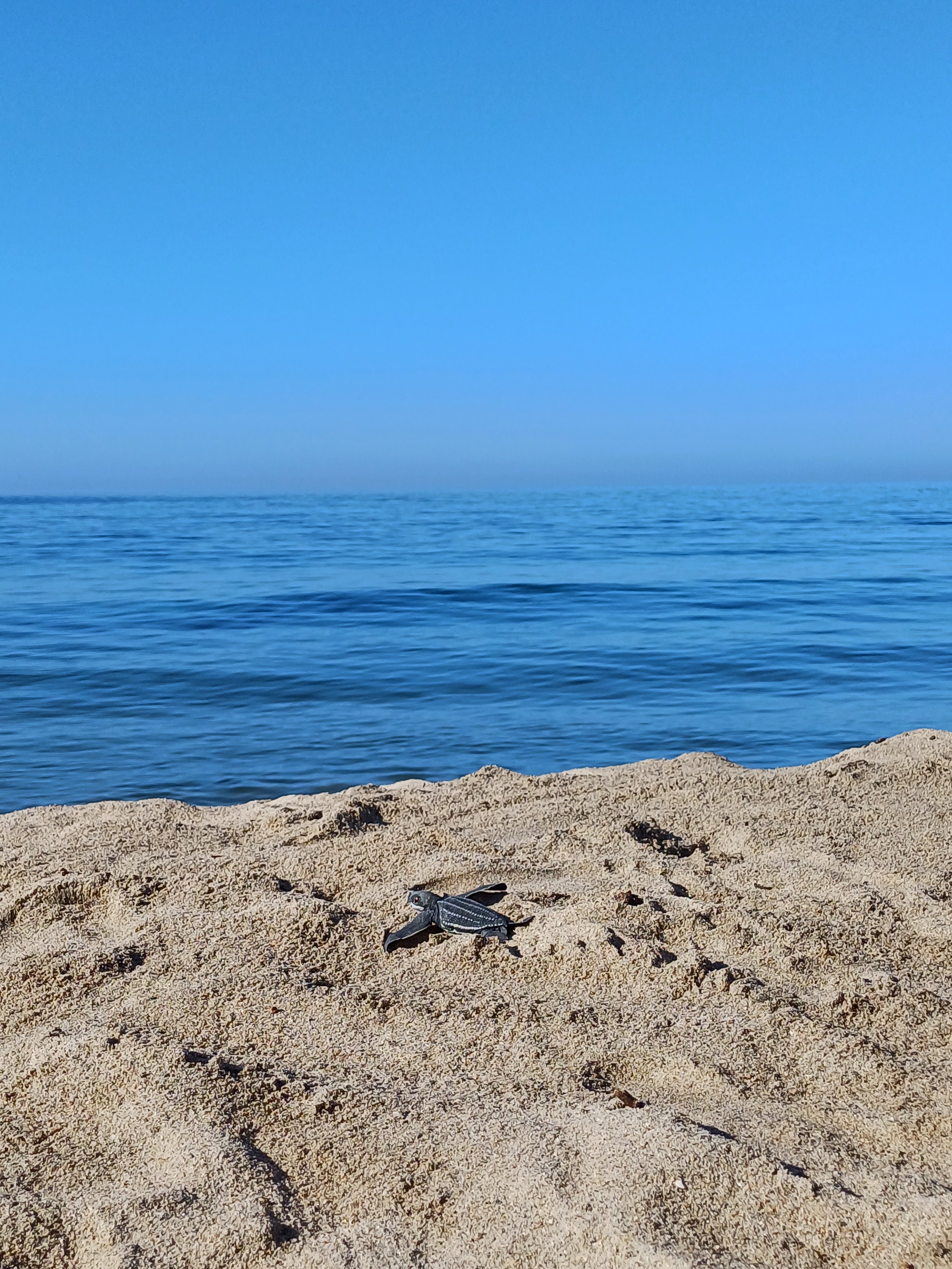 Campamento Tortuguero "El Lobo Marino" image 4
