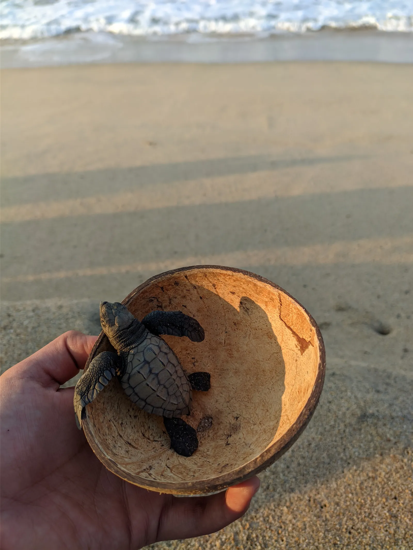 Campamento Tortuguero "El Lobo Marino" image 5