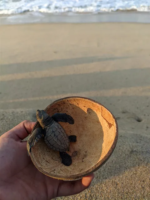 Campamento Tortuguero "El Lobo Marino" image 5