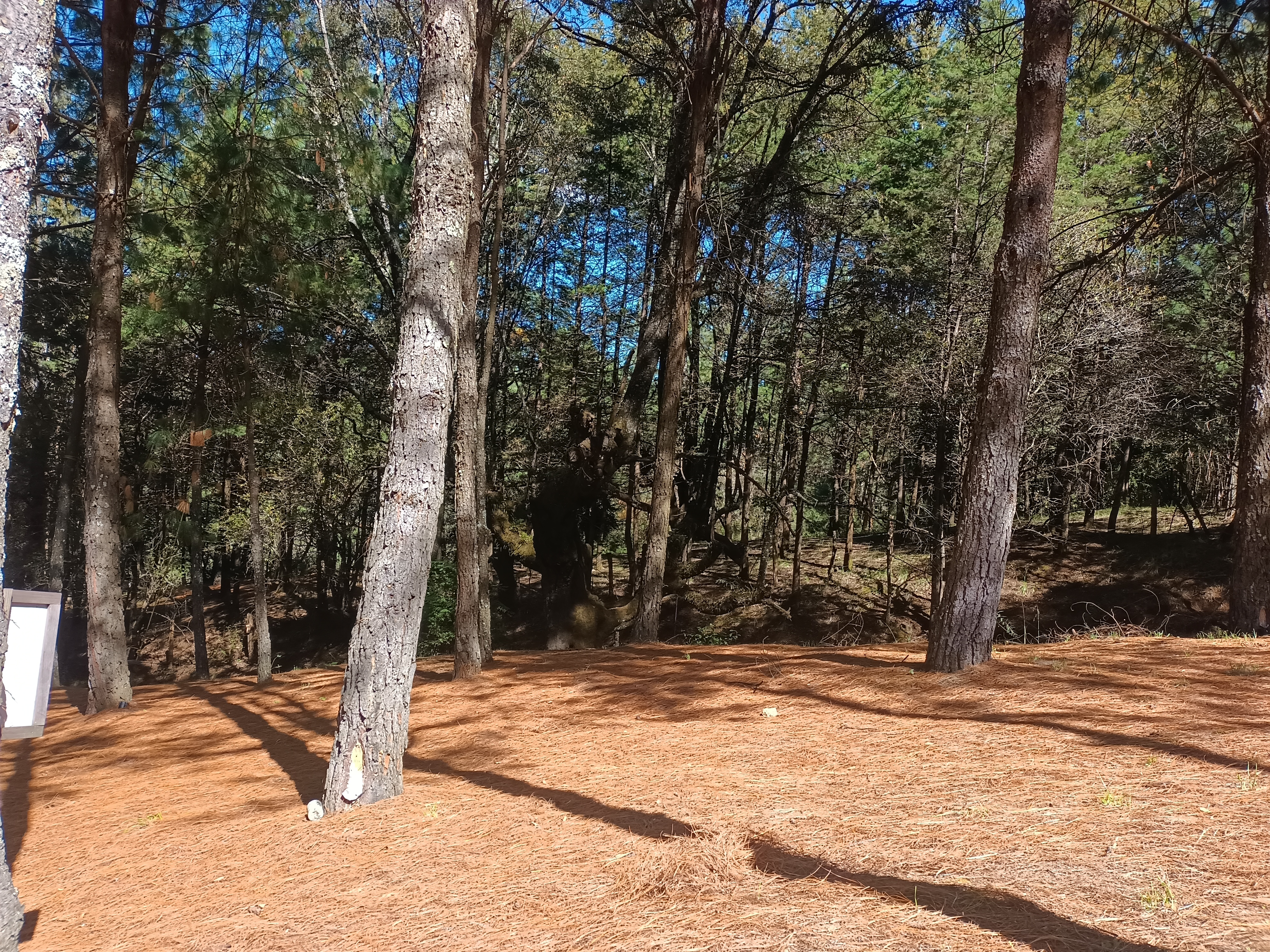 San Marcos Cabañas & Resorts | Cherán Michoacán image 10