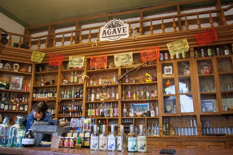 Agave image 4