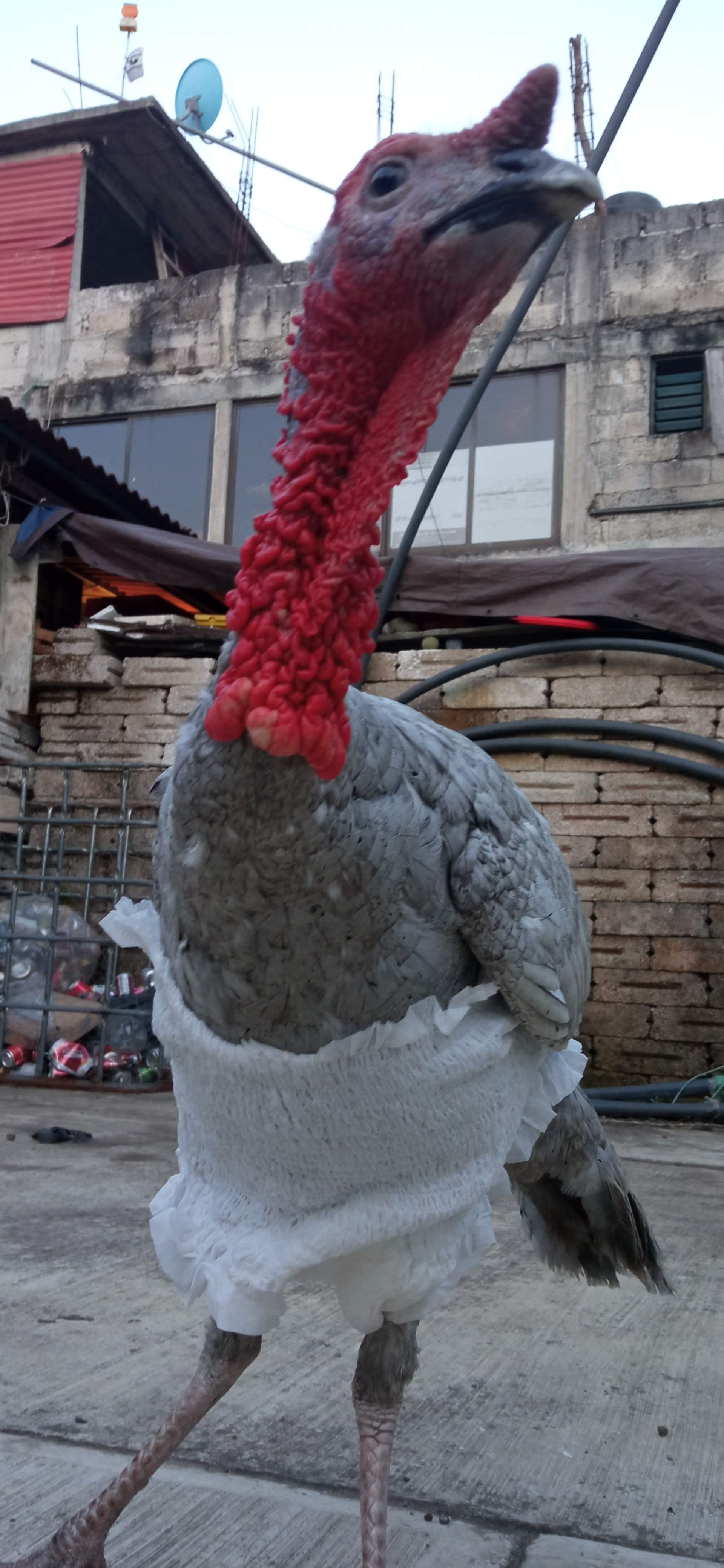 ZAPATA restaurante image 7