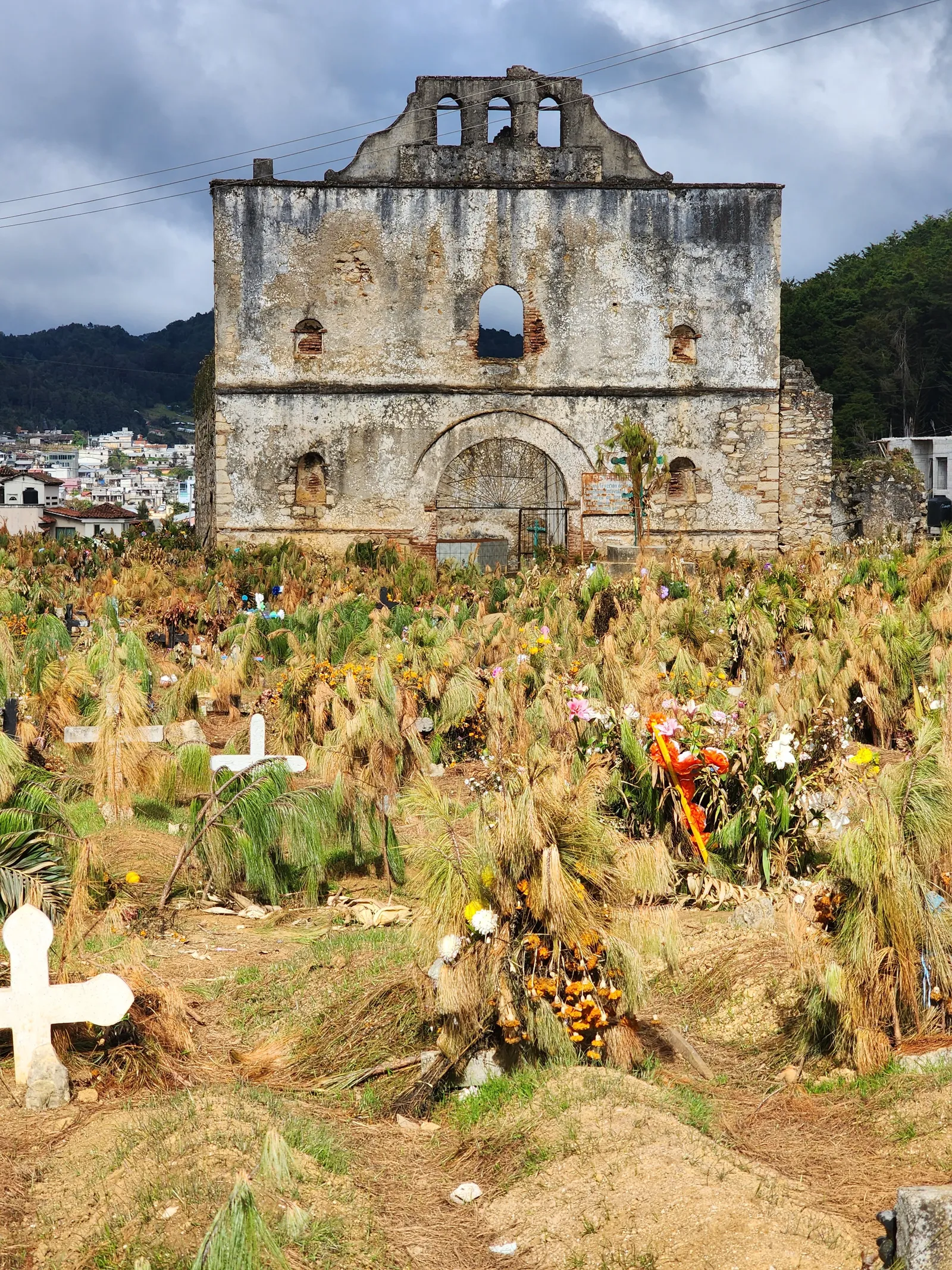 Girasol image 4