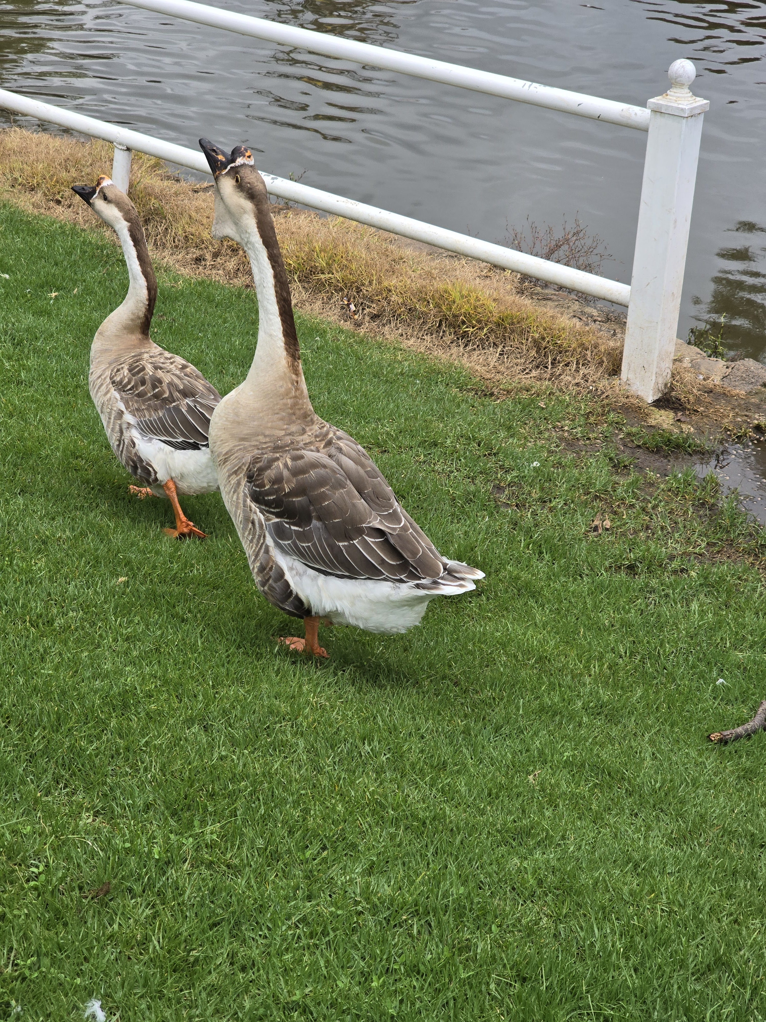 Hacienda Coyotes image 8