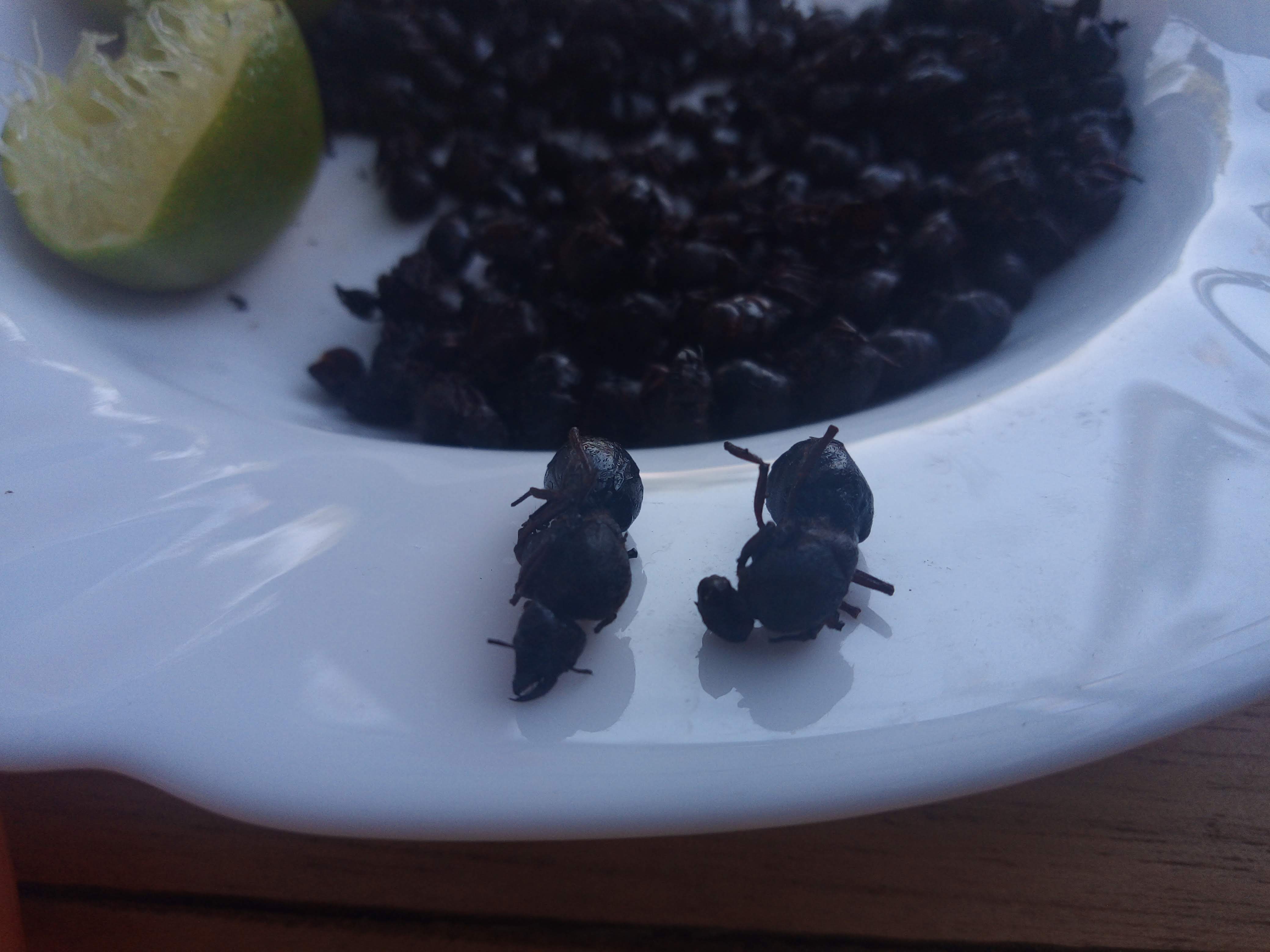 El Compa charly image 4