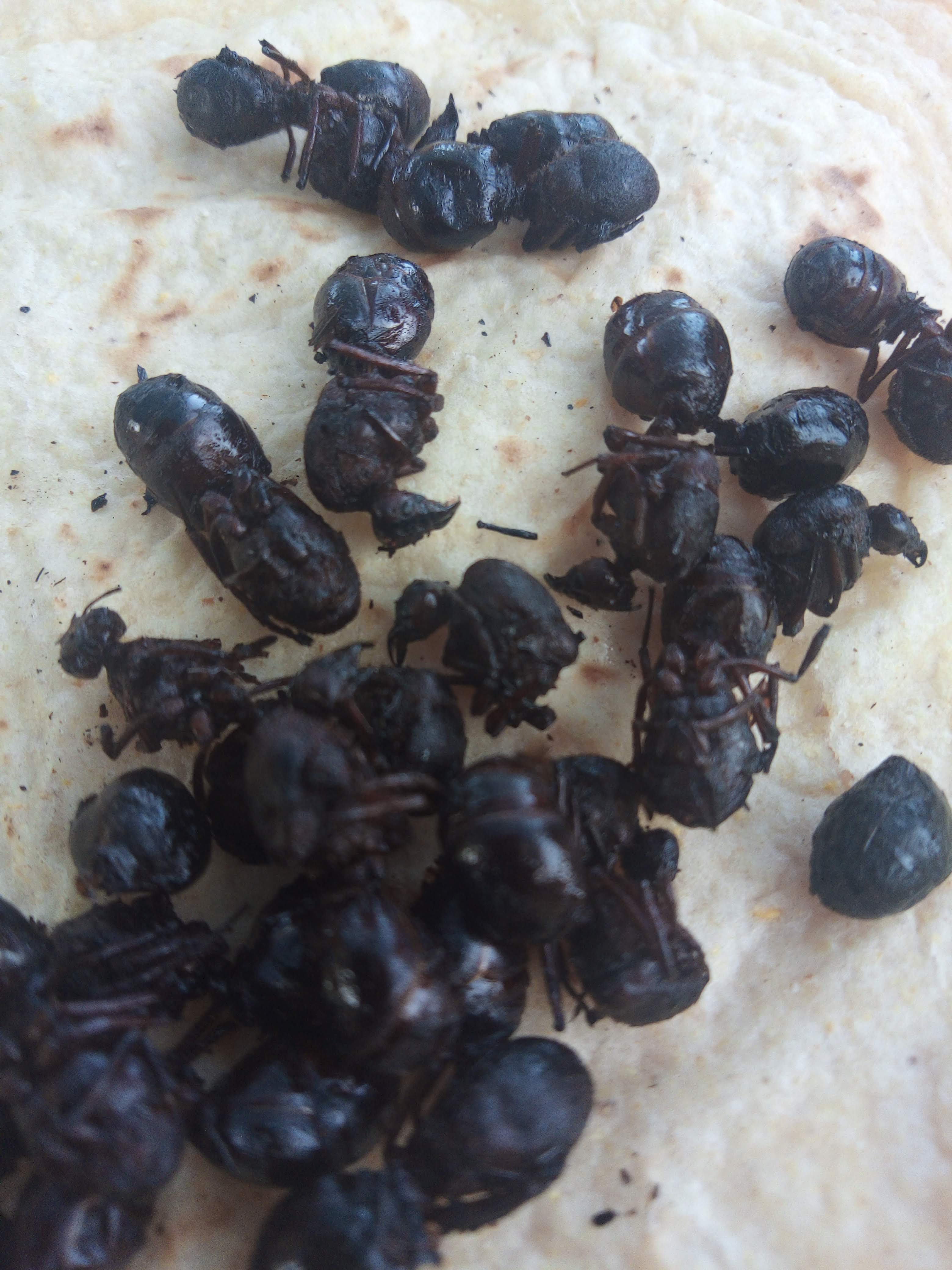 El Compa charly image 6