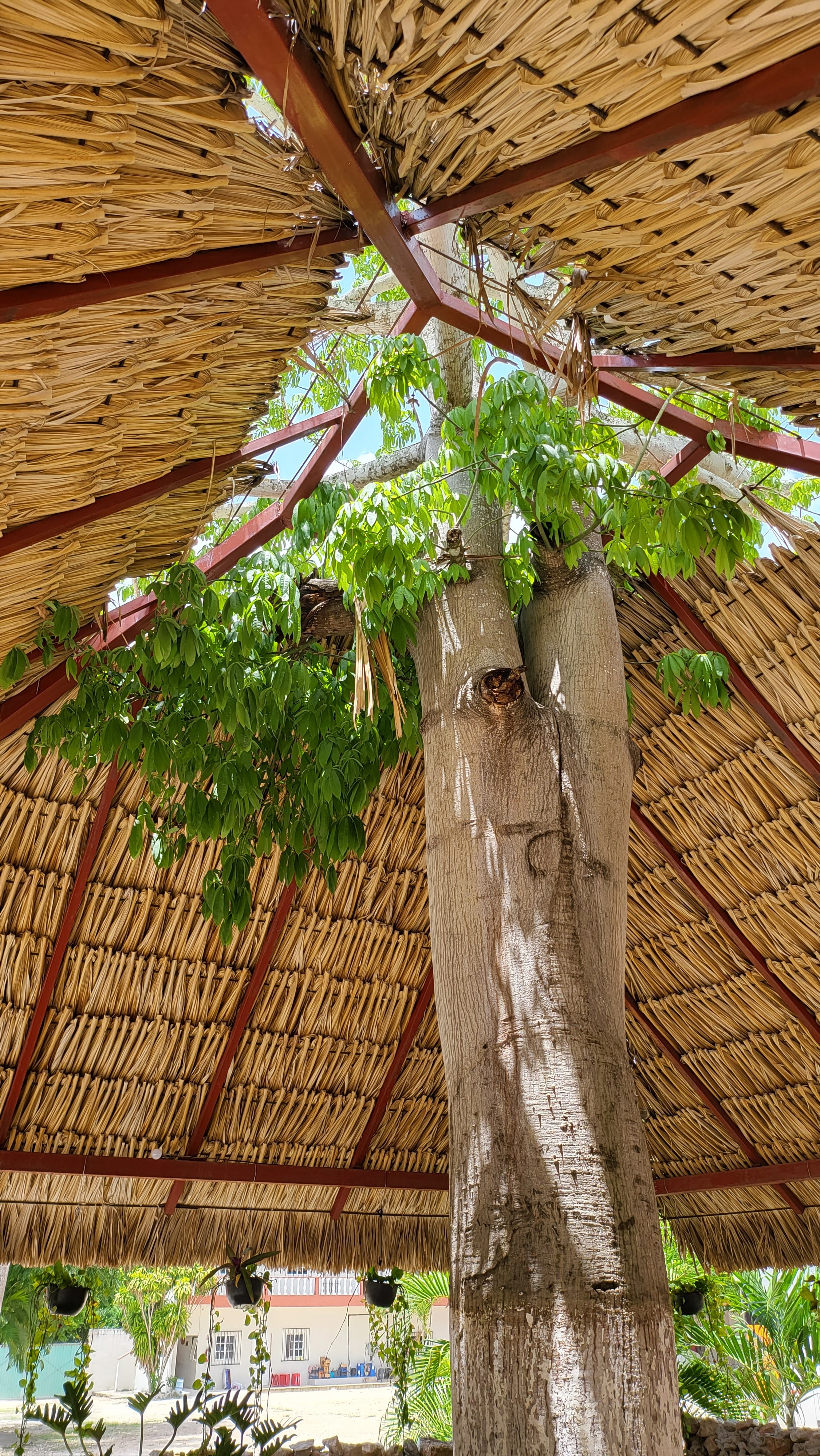 Chilam balam restaurante image 10