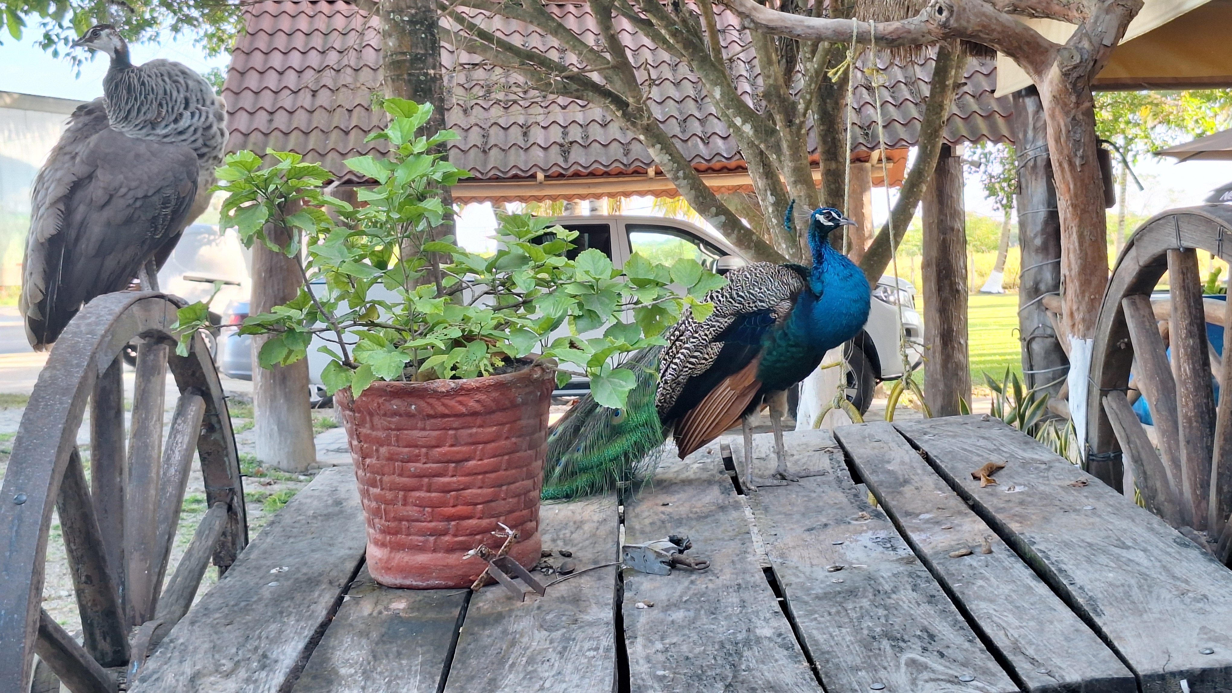 Restaurante Los Tucanes image 9