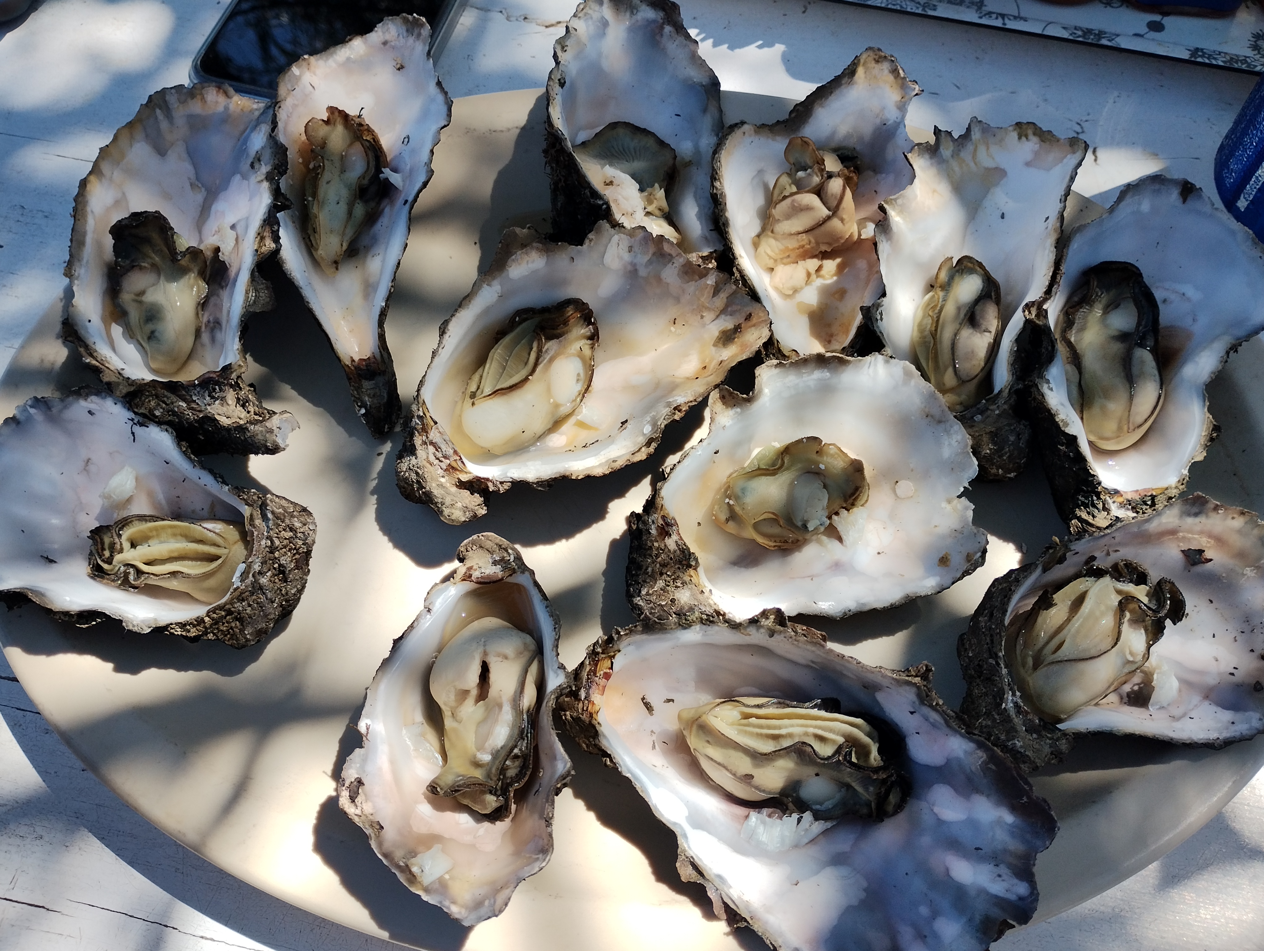 La Ostionera de Bahia Falsa image 4