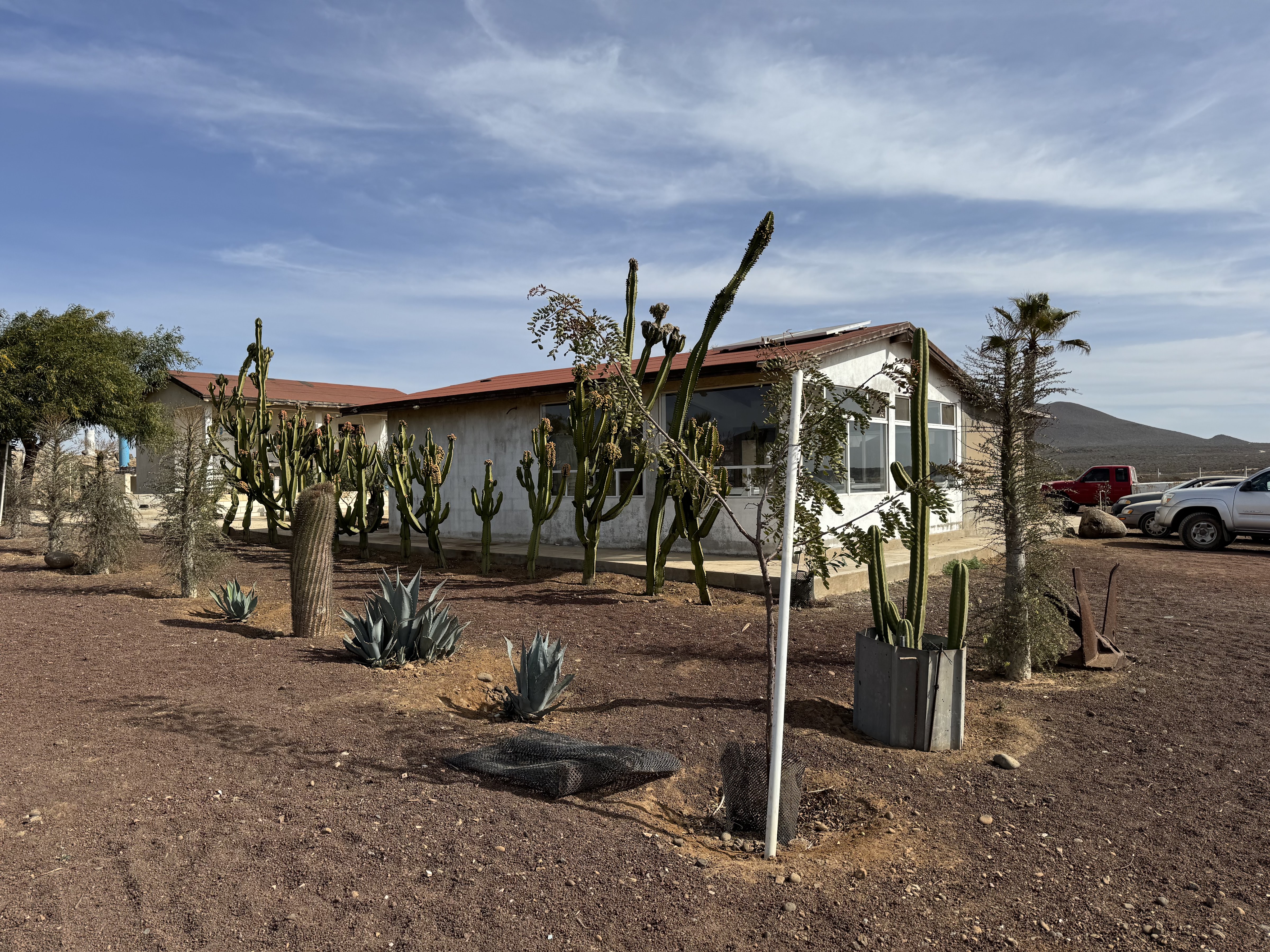 La Ostionera de Bahia Falsa image 5