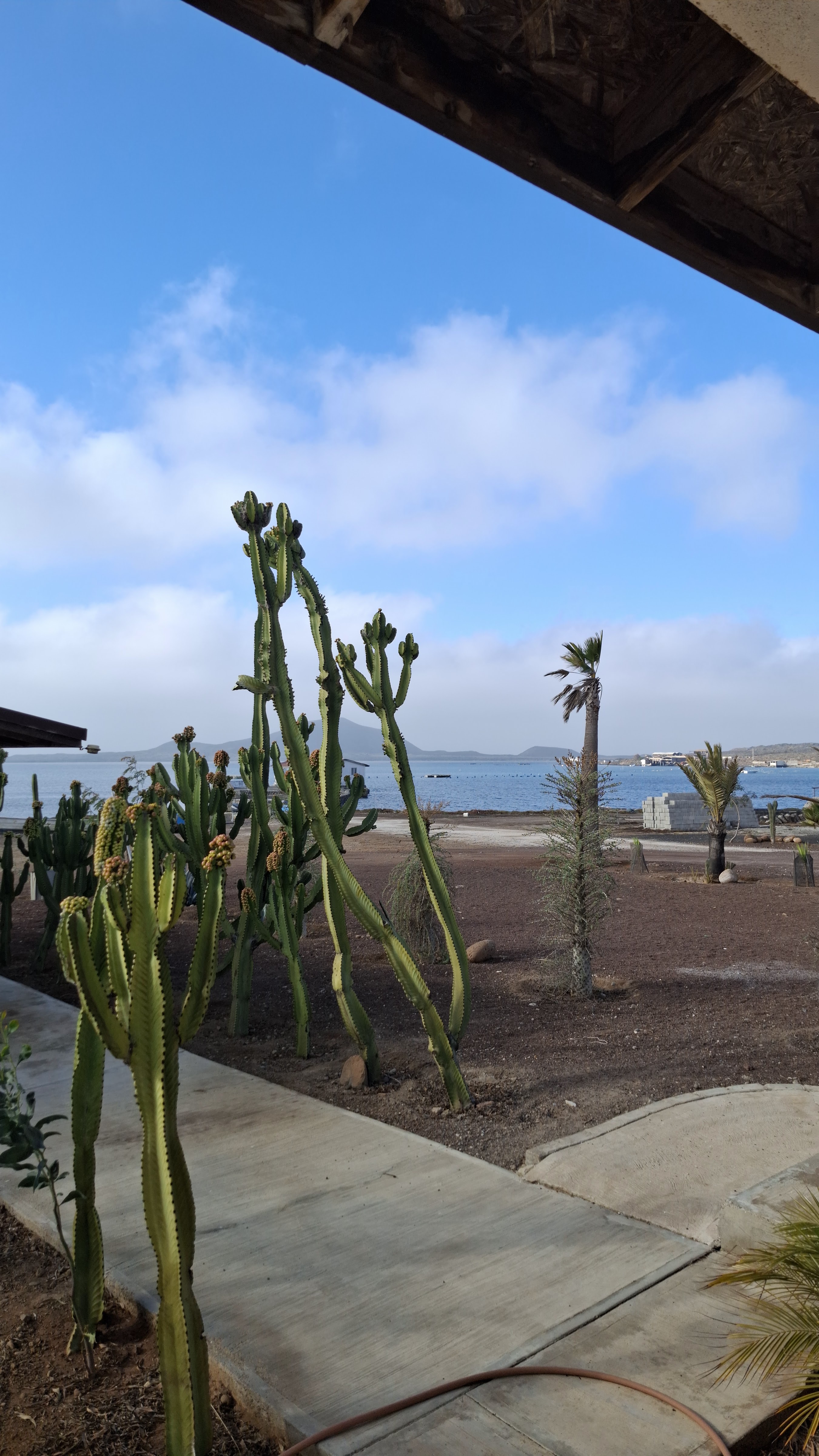 La Ostionera de Bahia Falsa image 9