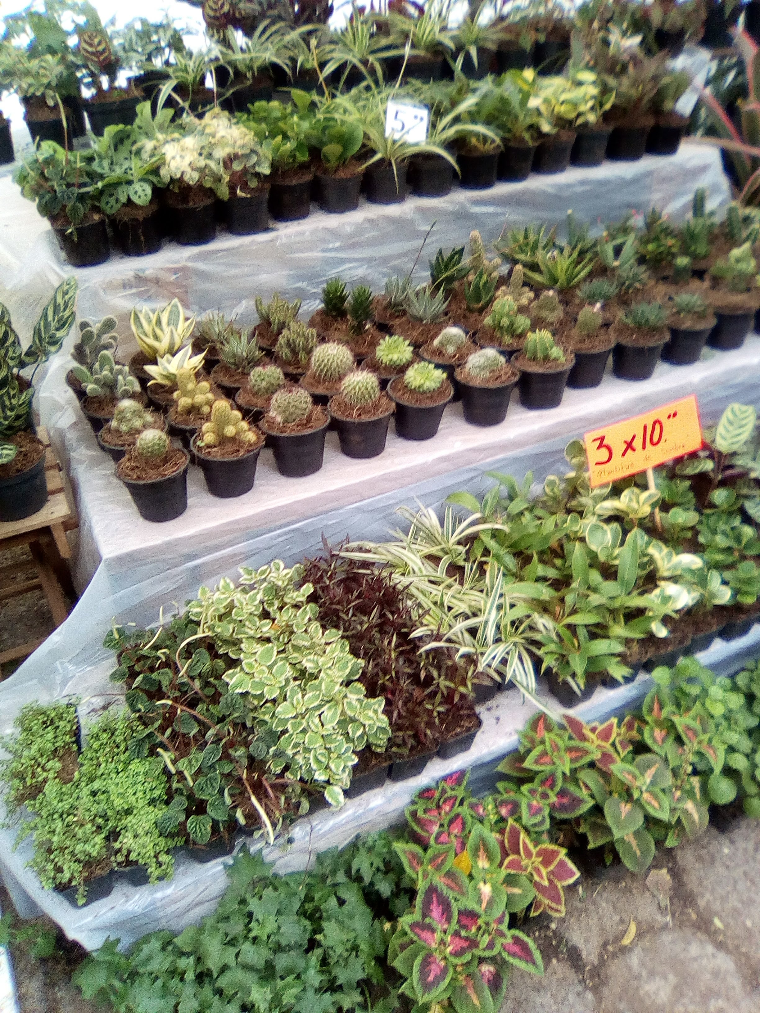 RESTAURANTE LA NIÑA LINDA image 6