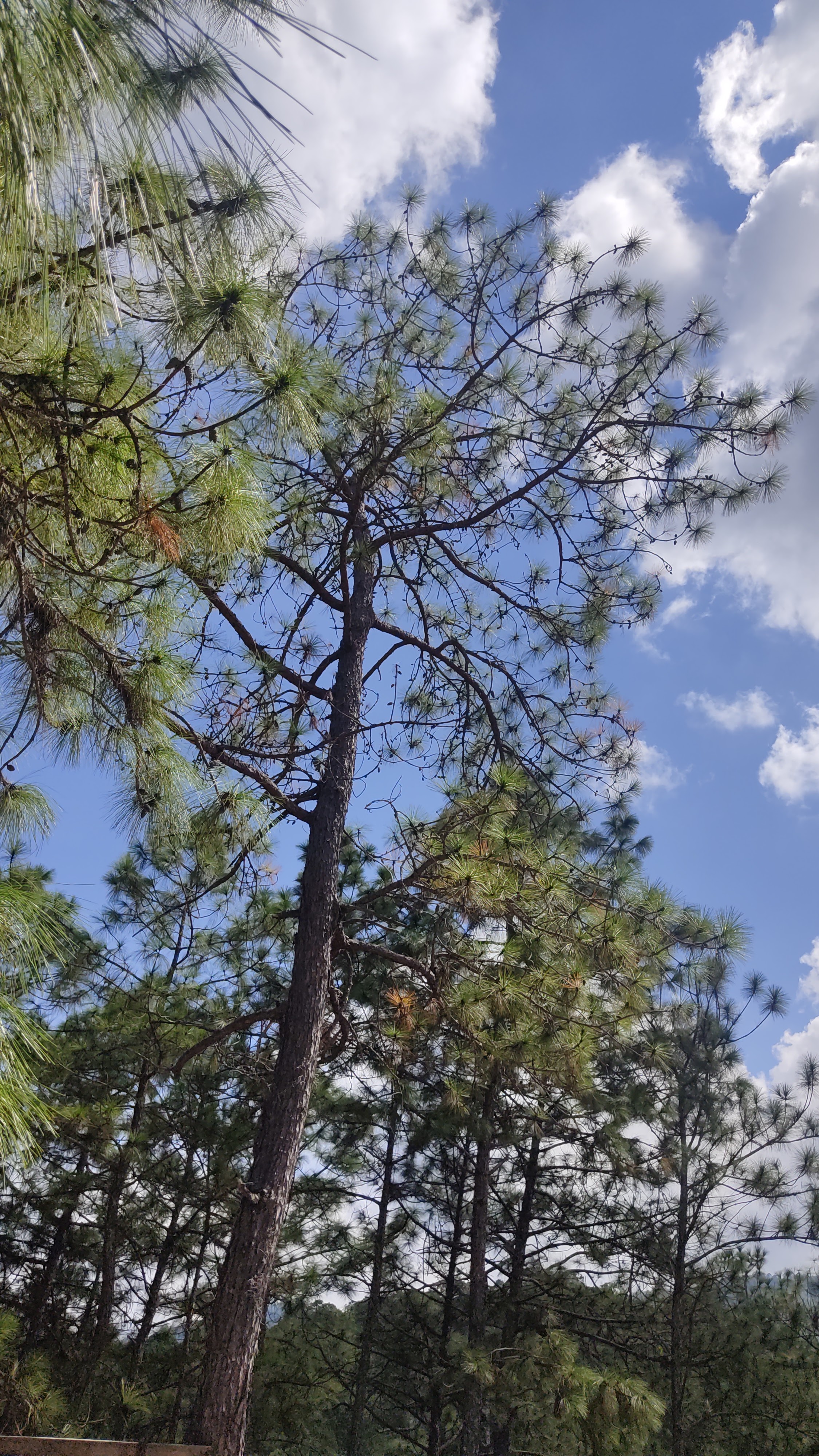 Xocoparque ecoturístico image 10