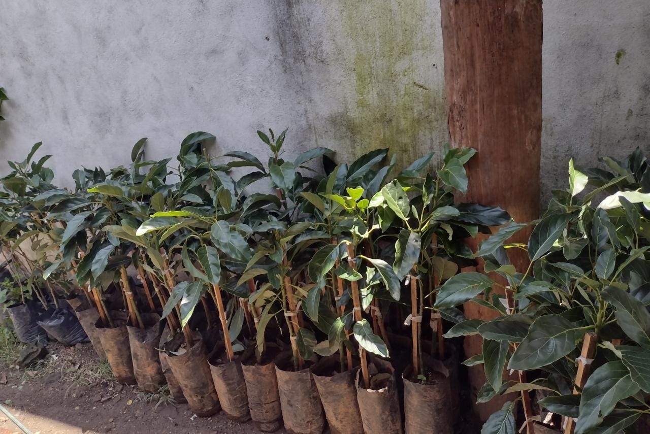 Mariscos "El Güero de San Blas" image 2