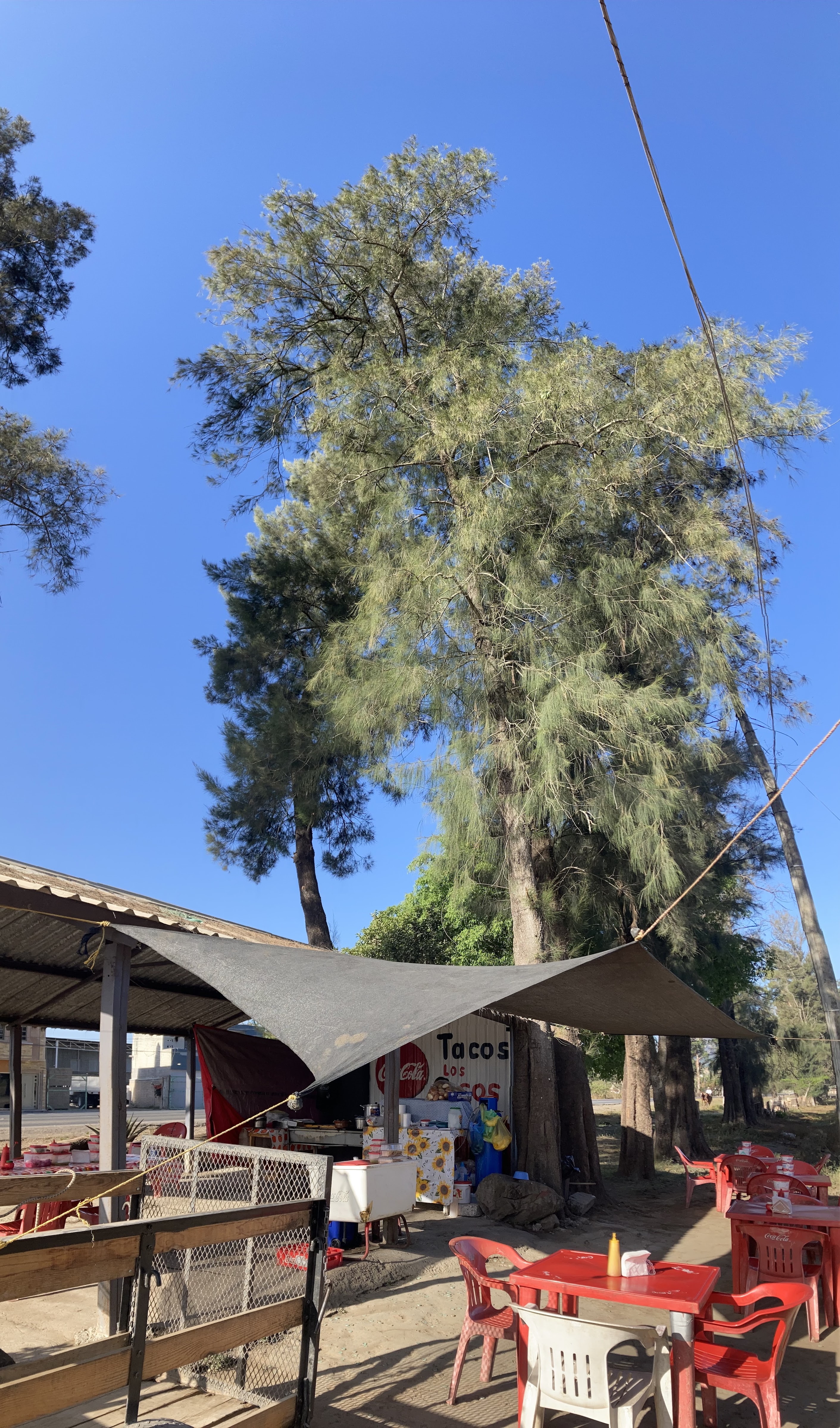 Tacos Los osos image 6