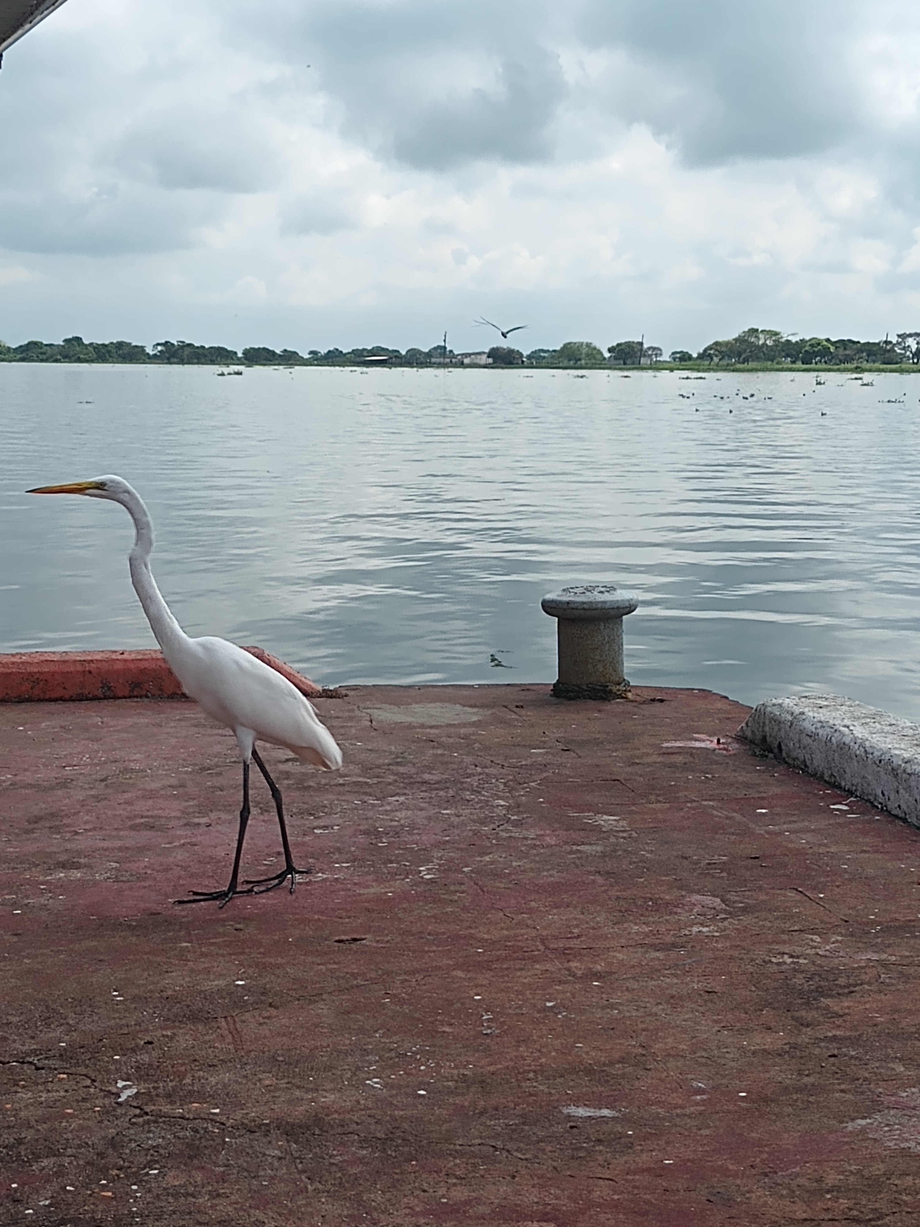Jarocho's Restaurant & Cocktail Bar image 8