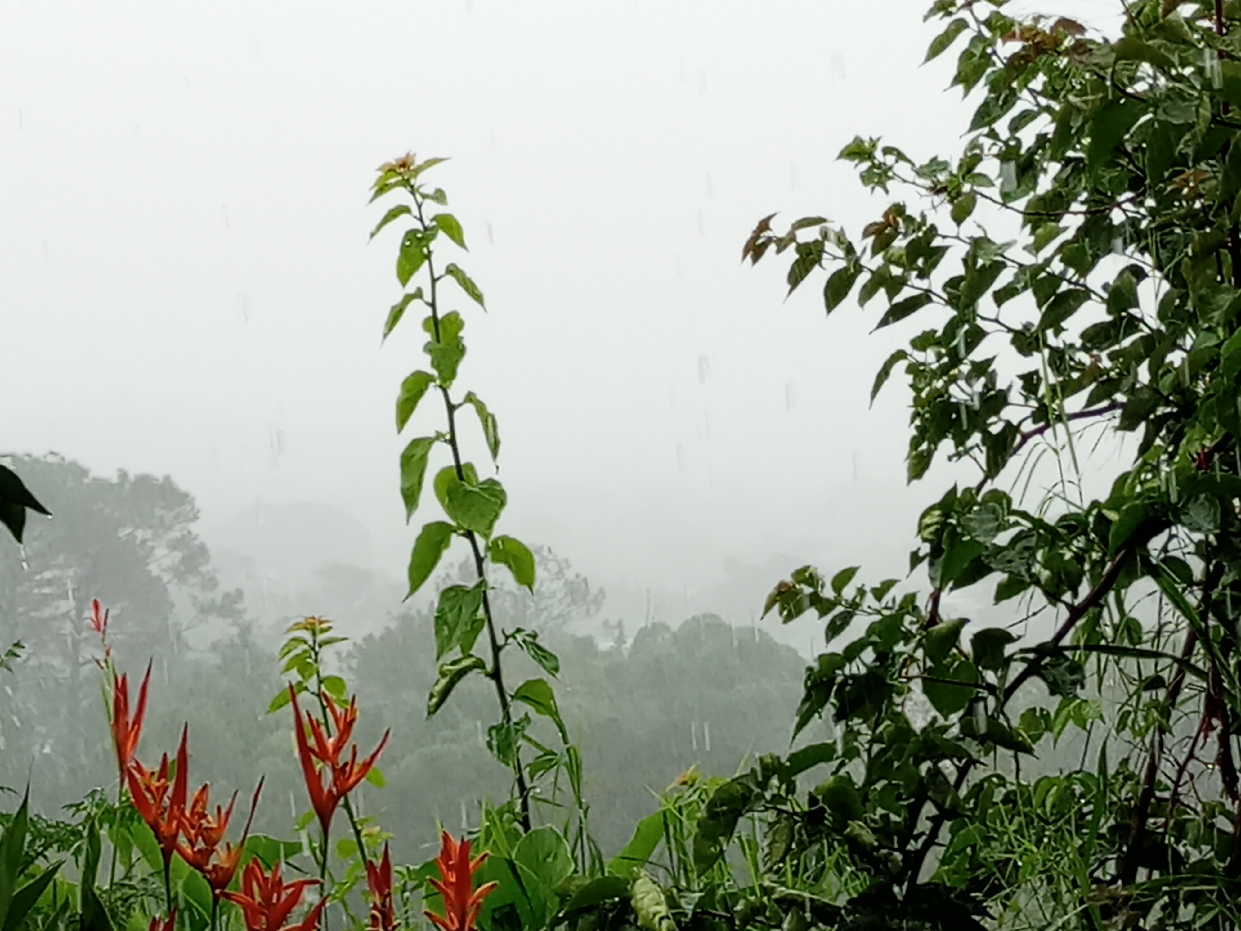 Restaurant-Bar El Pueblito image 10