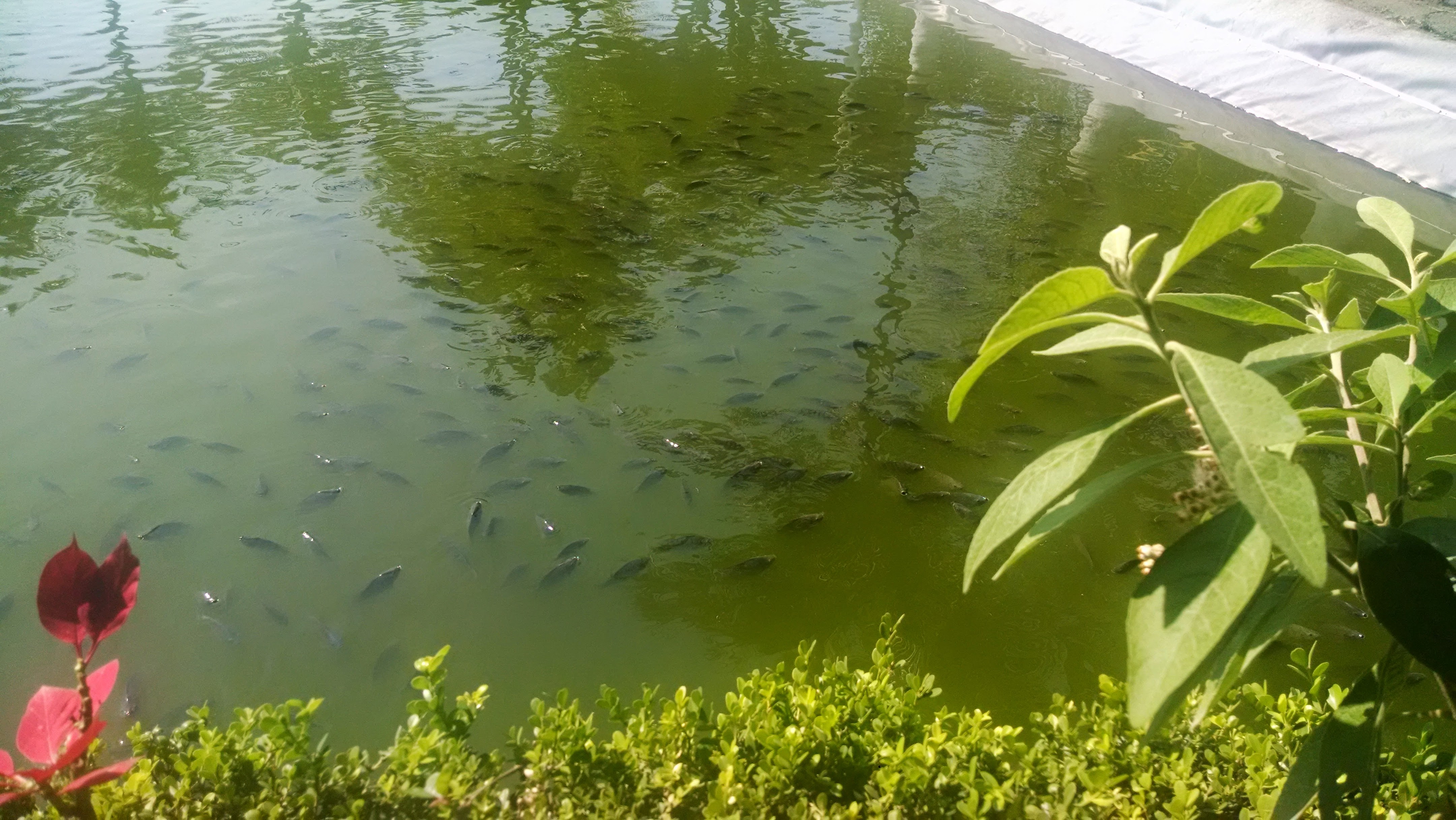 Restaurante Coty Y Pablo image 9