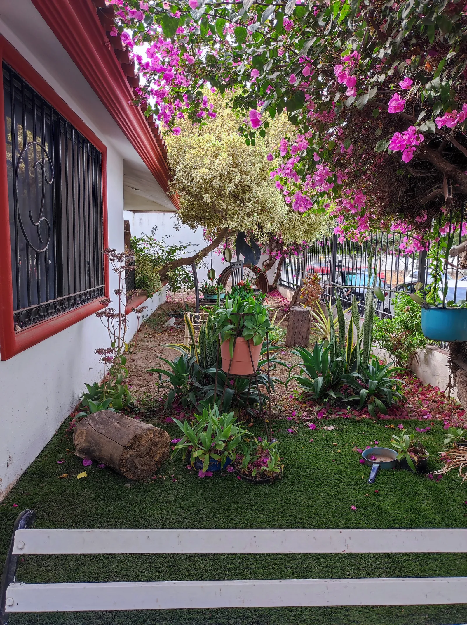 El Gallito image 6